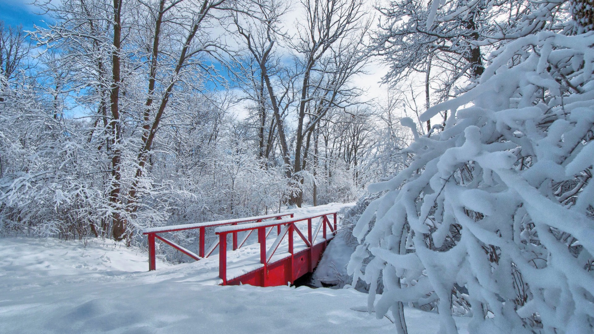 冬日公园雪景，树木桥梁映衬下的绝美壁纸，免费下载装点你的电脑桌面