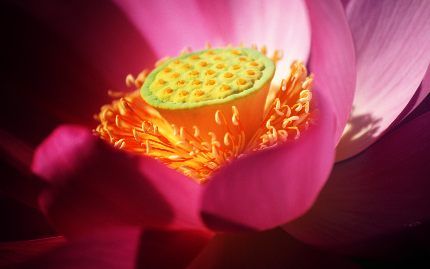 荷蕊花卉壁纸，精美桌面背景，免费下载电脑壁纸