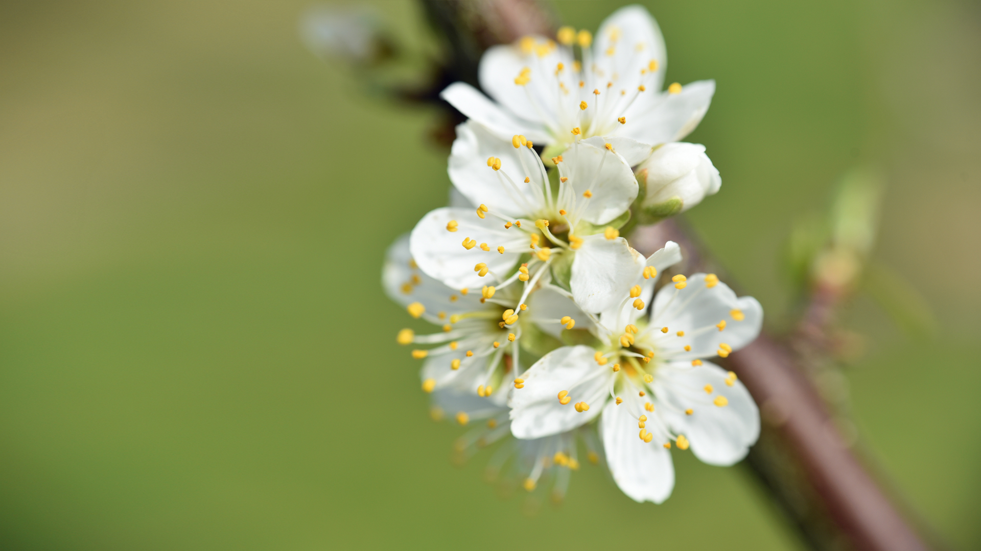 春天盛开花朵高清护眼花卉电脑壁纸免费下载