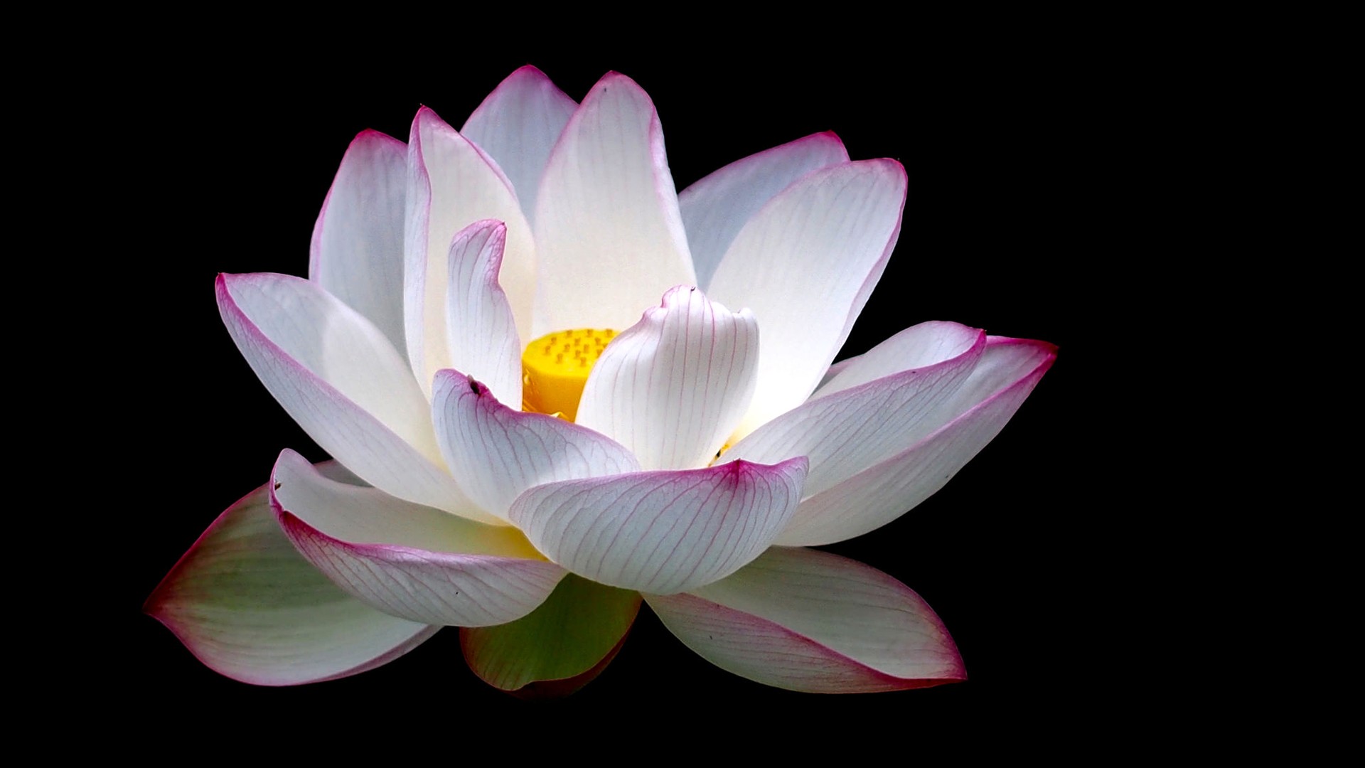花瓣莲华之美，免费花卉背景图片与电脑壁纸下载