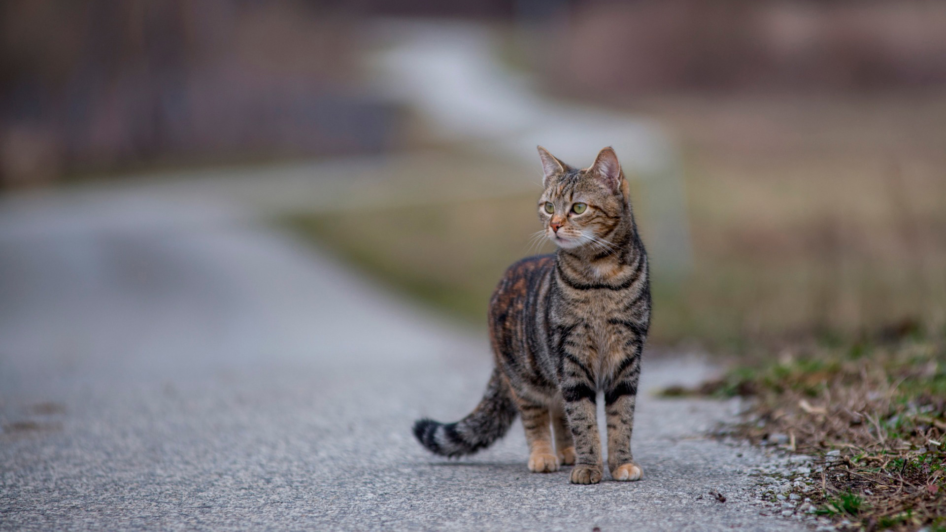 小猫，凝望，站姿，路，风景，小猫壁纸