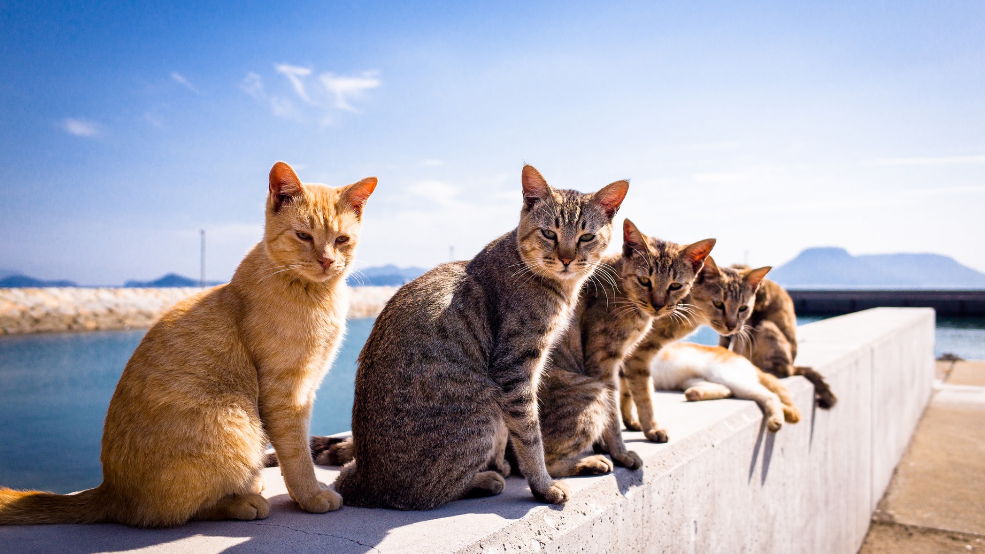 夏日站姿小猫，可爱眼神，精选动物壁纸免费下载