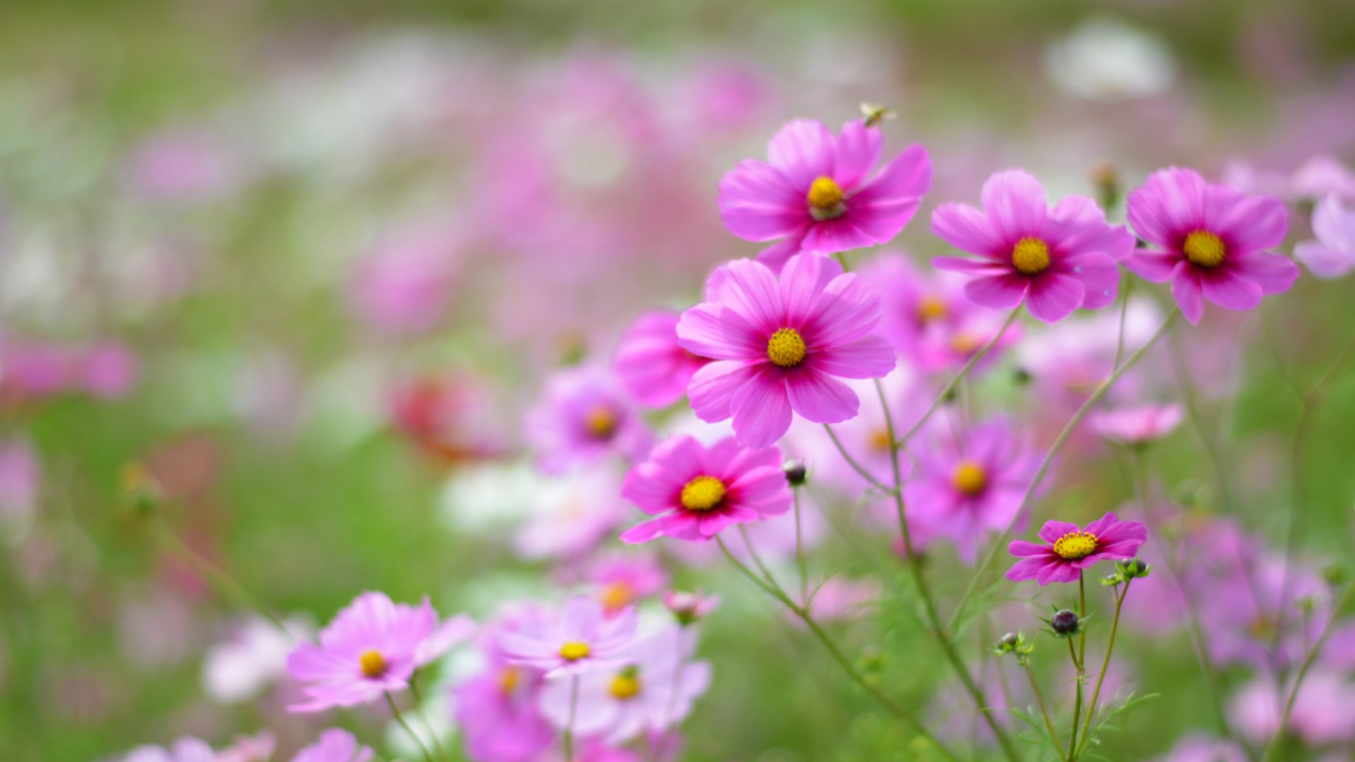 粉红色小花，花海桌面壁纸