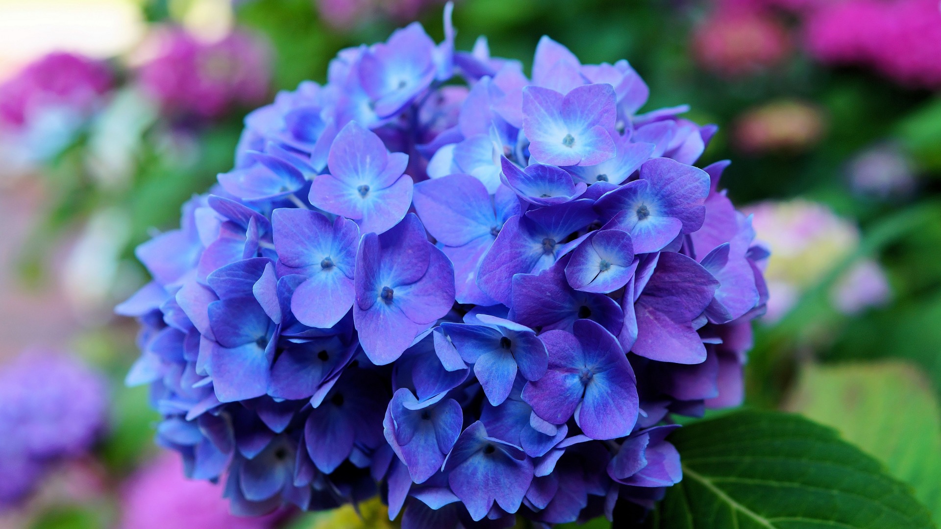 蓝色绣球花高清壁纸，免费花卉桌面背景下载