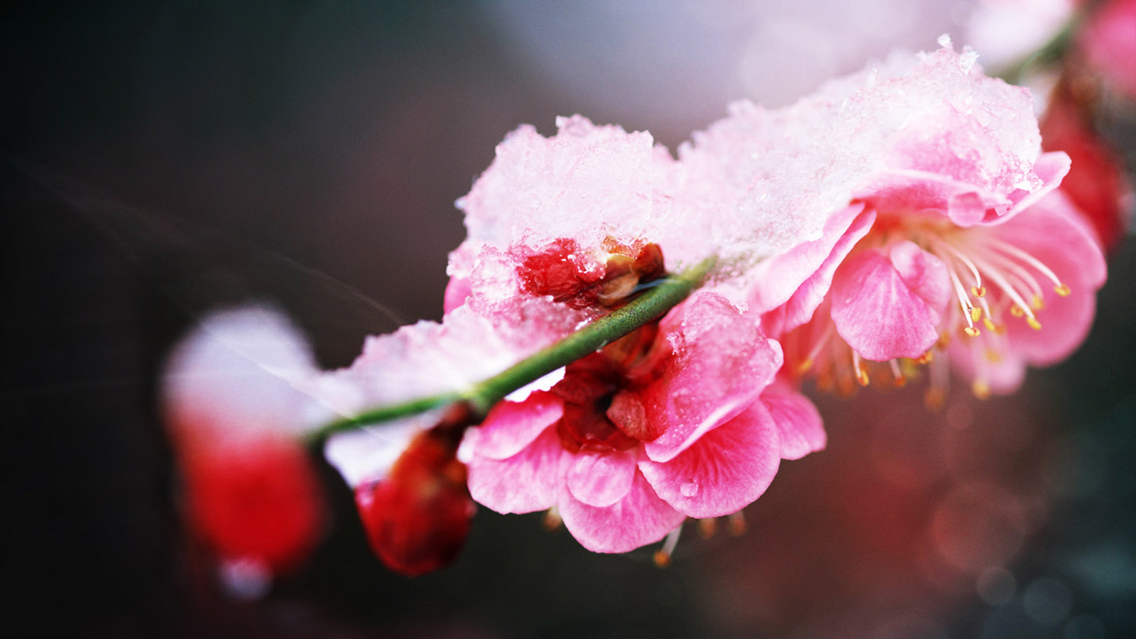 雪梅电脑桌面壁纸