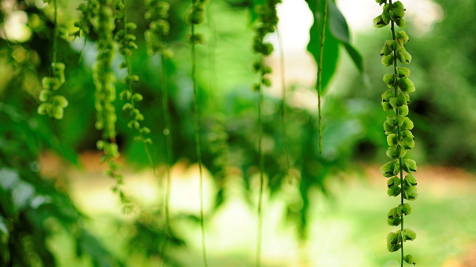 免费下载护眼花卉壁纸，绿叶、树枝点缀桌面，美化你的电脑背景