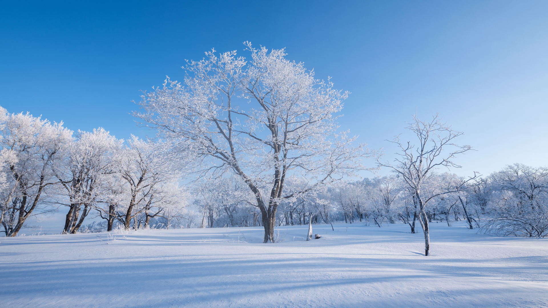 冬日雪景，树林披银装，雪地自然美景，免费高清电脑壁纸下载