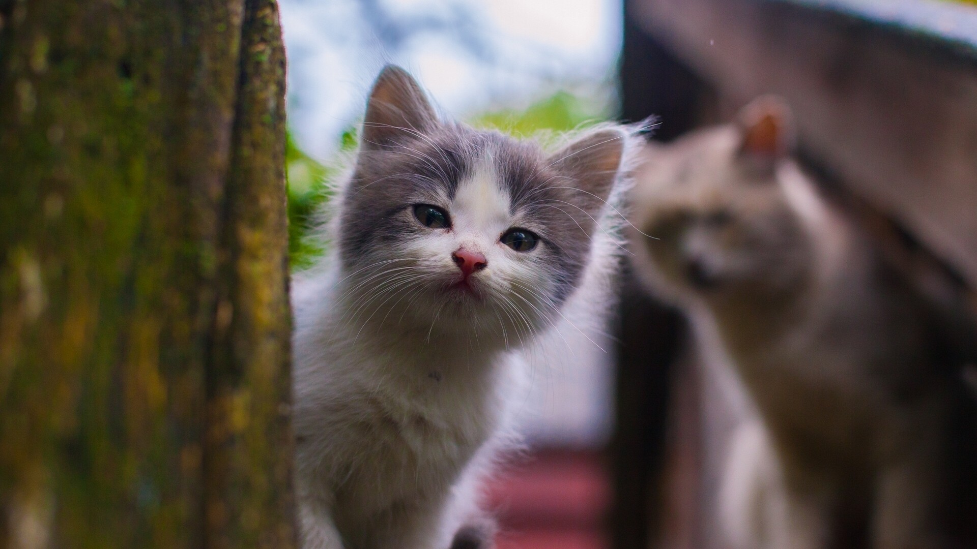 小猫,宝贝,看着你,桌面壁纸