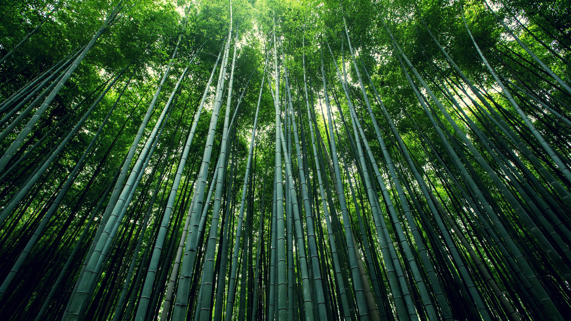 绿色的竹林，竹海，竹子，竹叶，护眼自然风景桌面壁纸