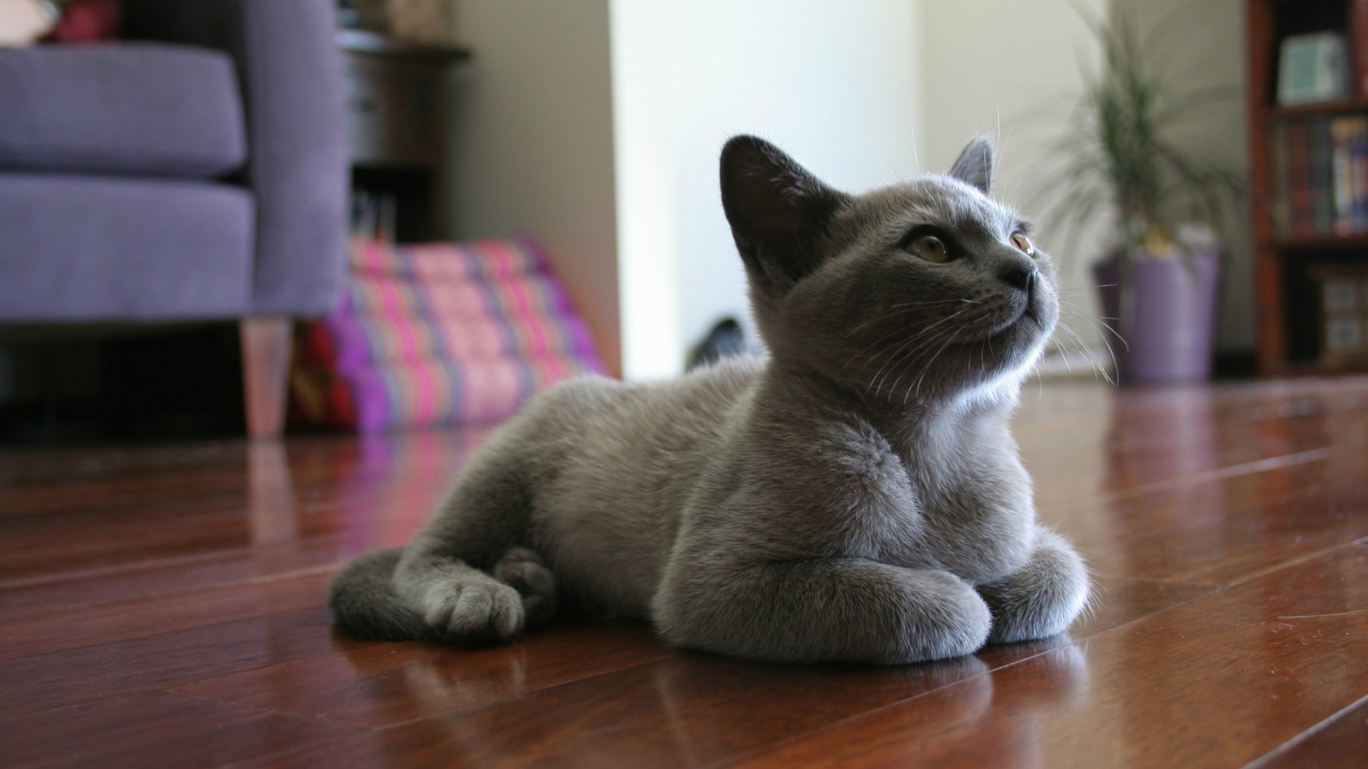 灰色的小猫趴在地板上桌面壁纸