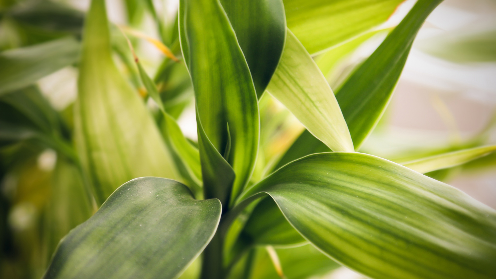 绿色植物叶子桌面壁纸