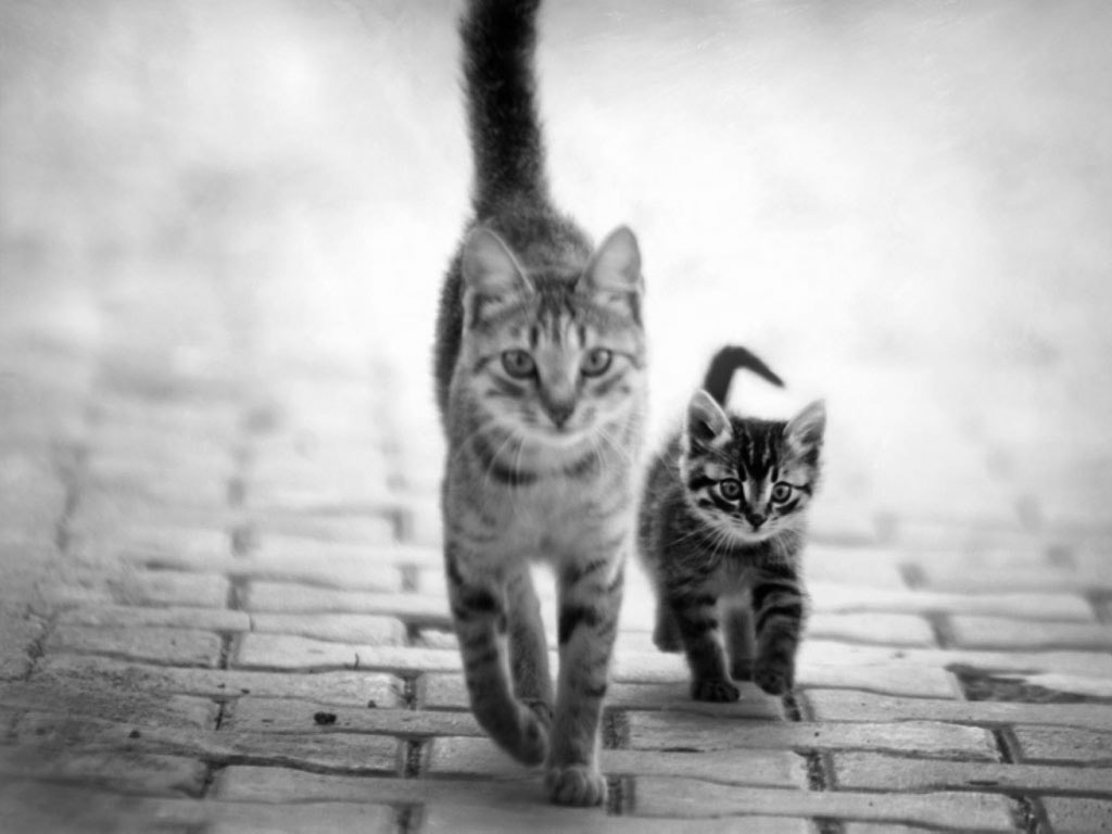 猫咪母子桌面壁纸