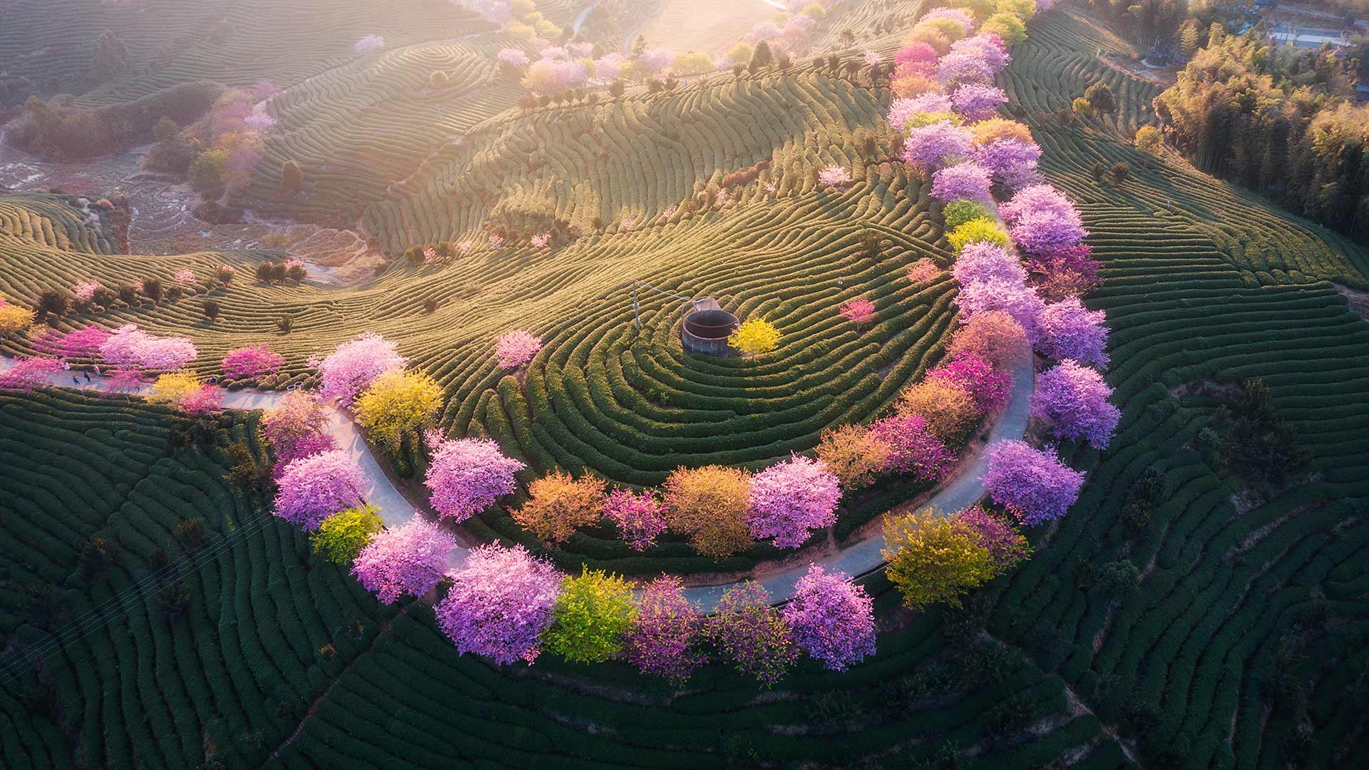 永福樱花园 风景壁纸