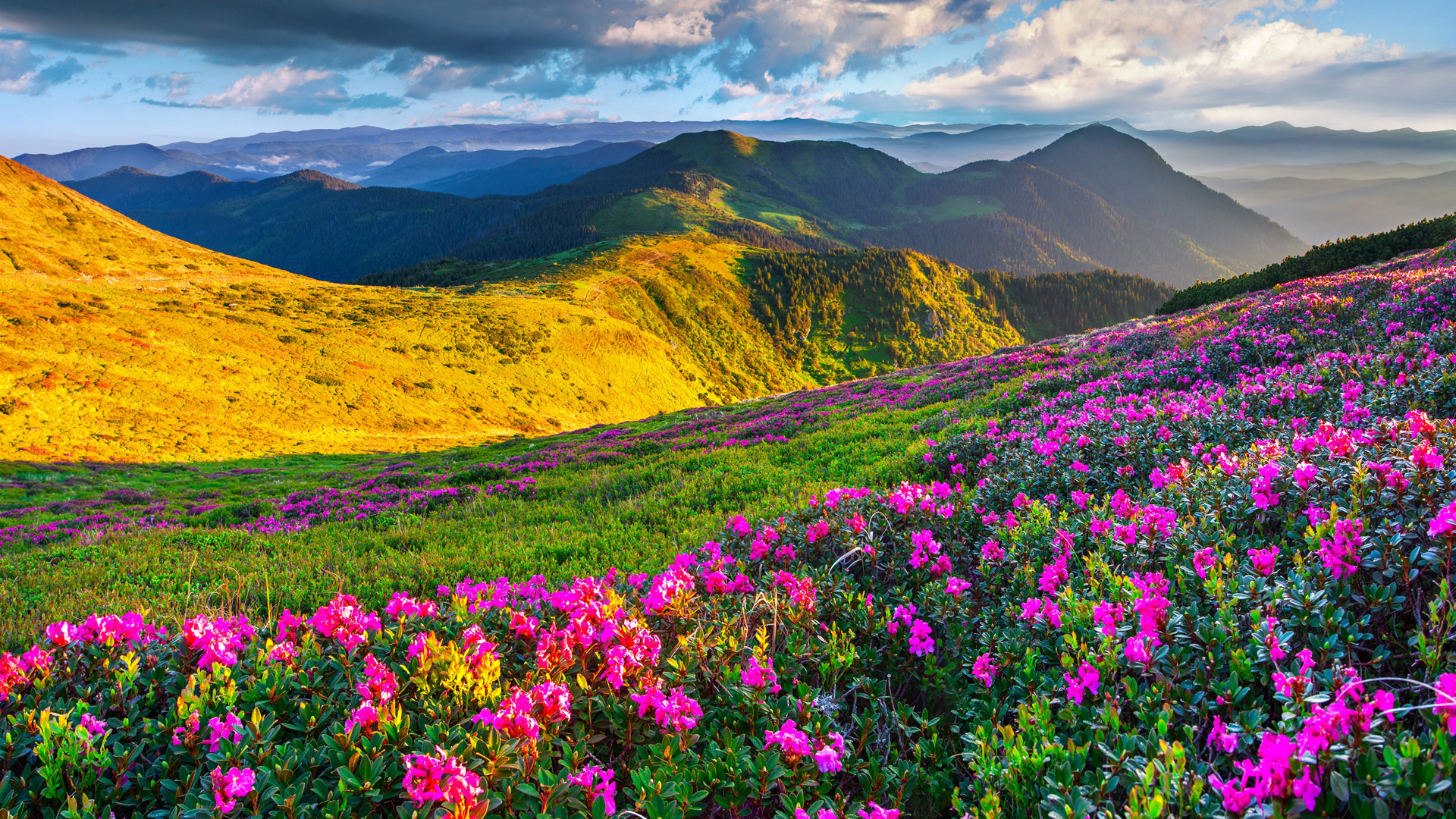 山峦起伏，草地绵延，粉色鲜花绽放——绝美风景桌面壁纸免费下载
