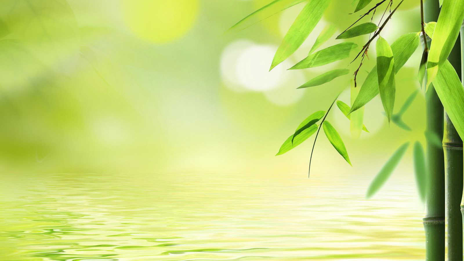 清新绿竹风景壁纸，免费下载，装点你的电脑桌面！