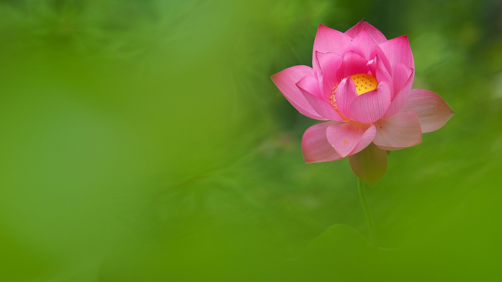 花，粉红色花瓣，荷花桌面壁纸