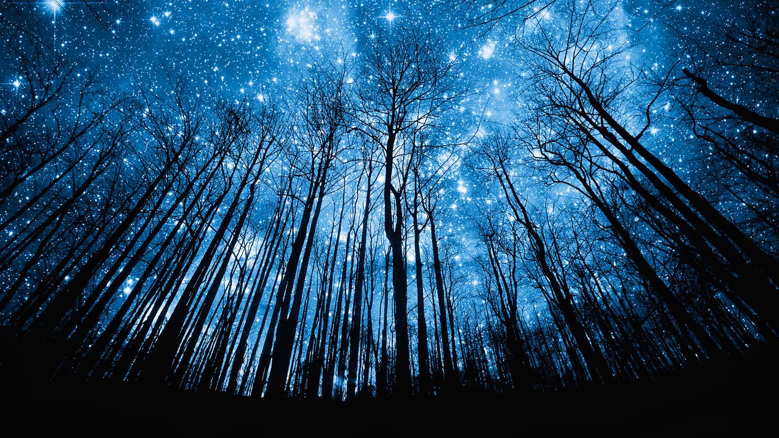 夜晚森林美景壁纸，免费下载，装点你的电脑桌面！
