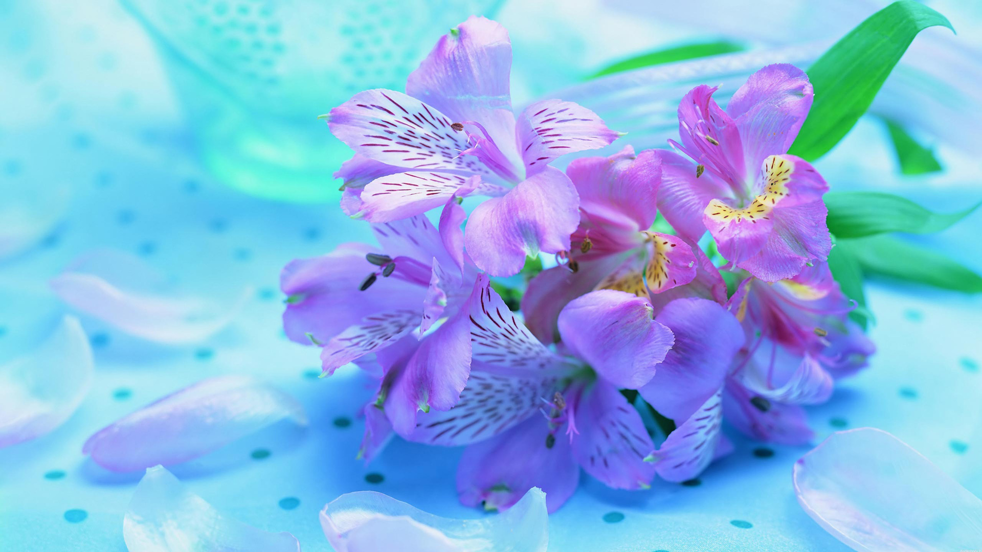 美丽紫色花瓣鲜花桌面壁纸，免费花卉电脑壁纸下载