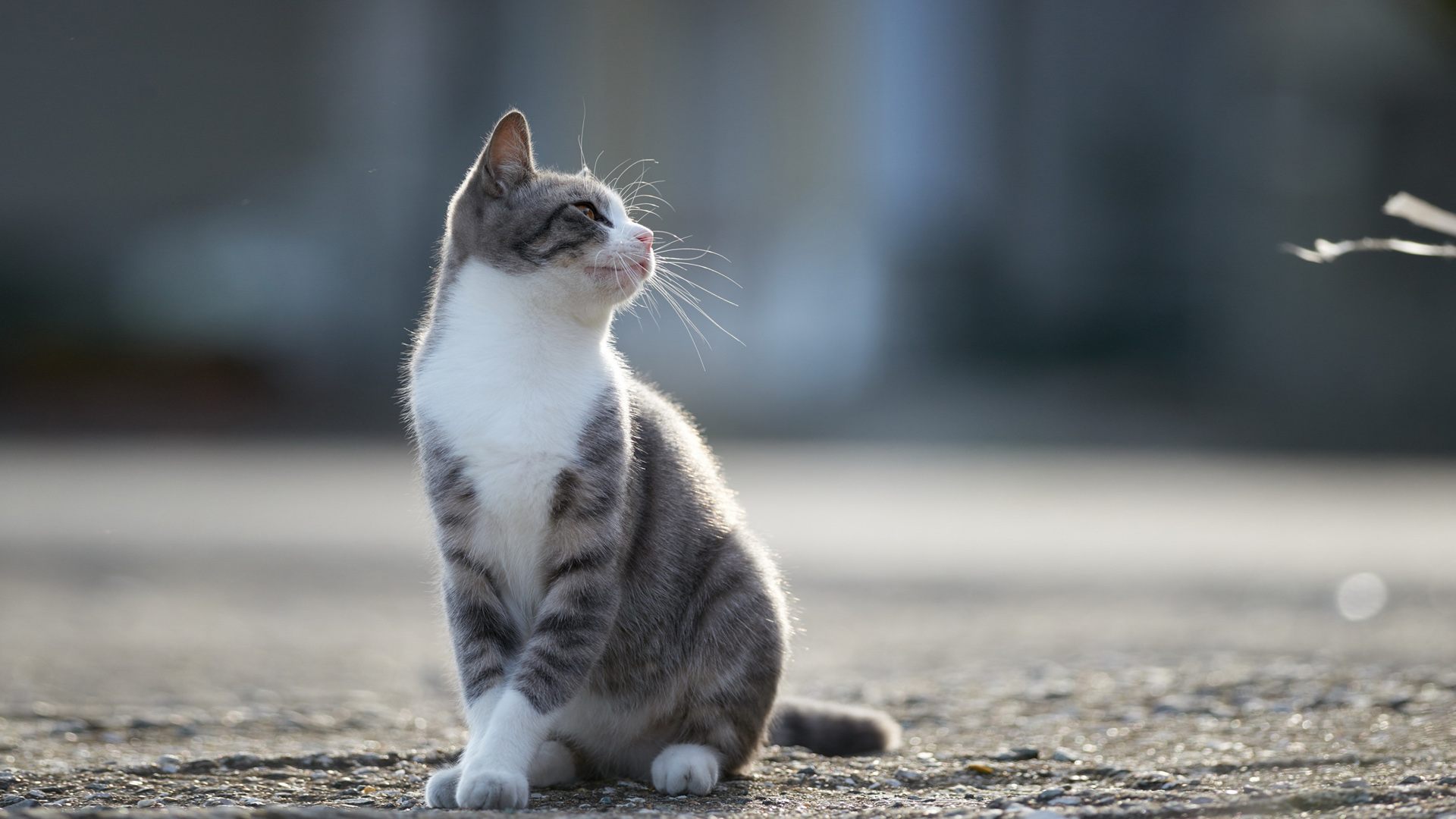 猫优雅的站姿可爱壁纸
