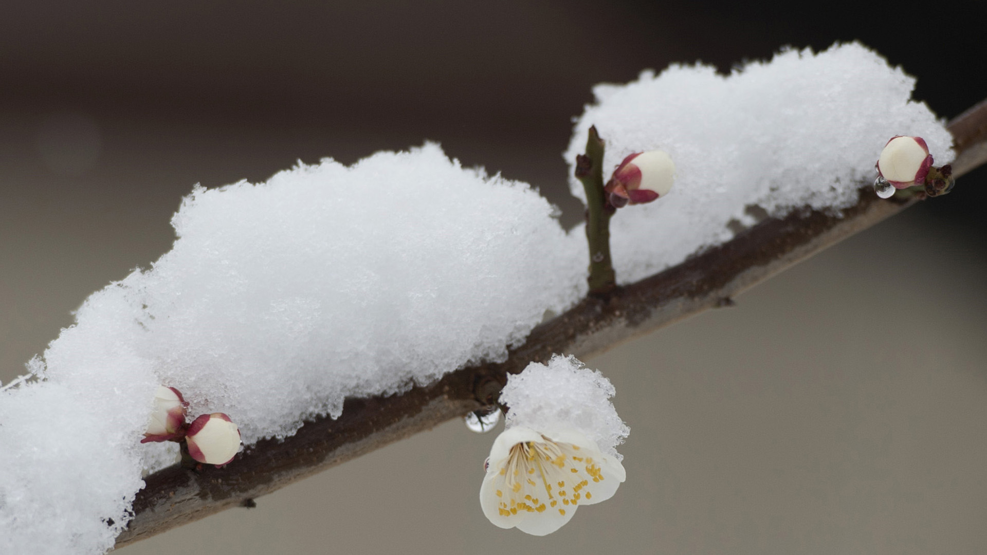雪中绽放的白色梅花，免费高清桌面壁纸下载
