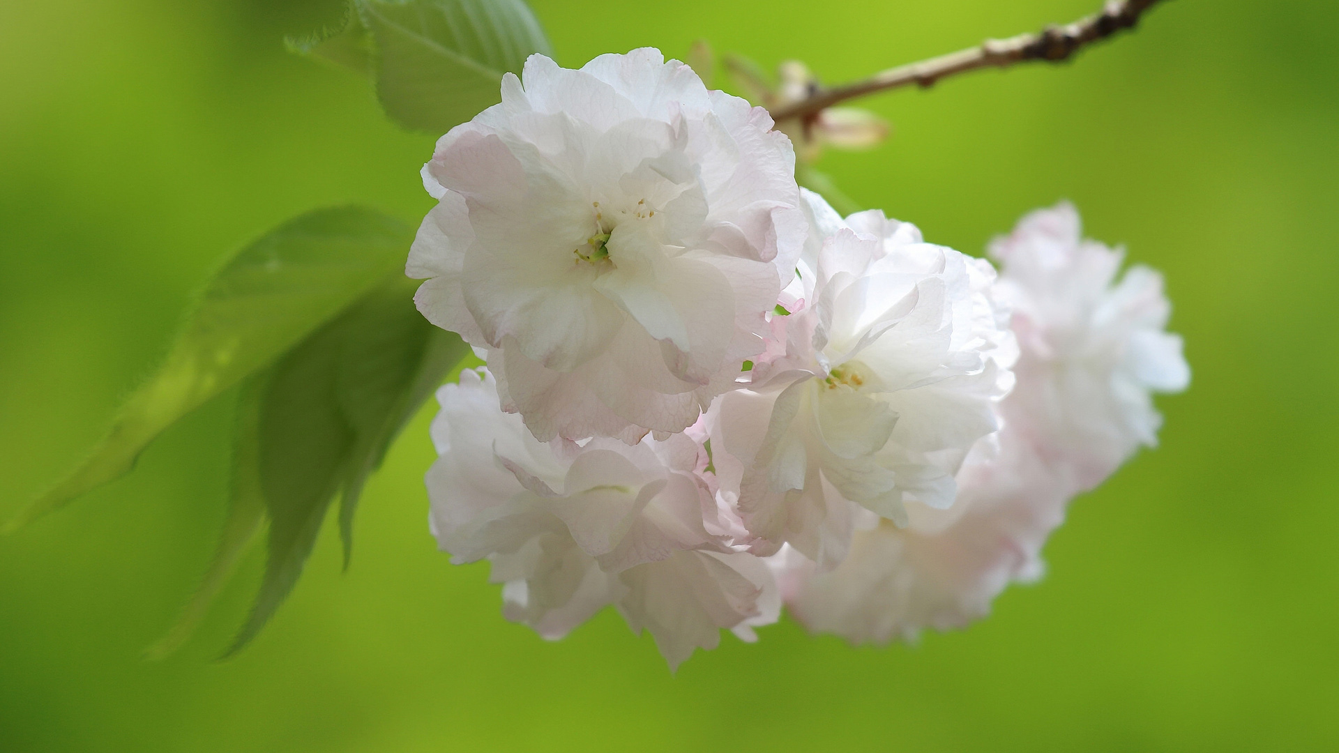 樱花之美，白色樱花绽放，树枝摇曳，绿叶映衬，护眼绿色背景，免费花卉电脑壁纸下载