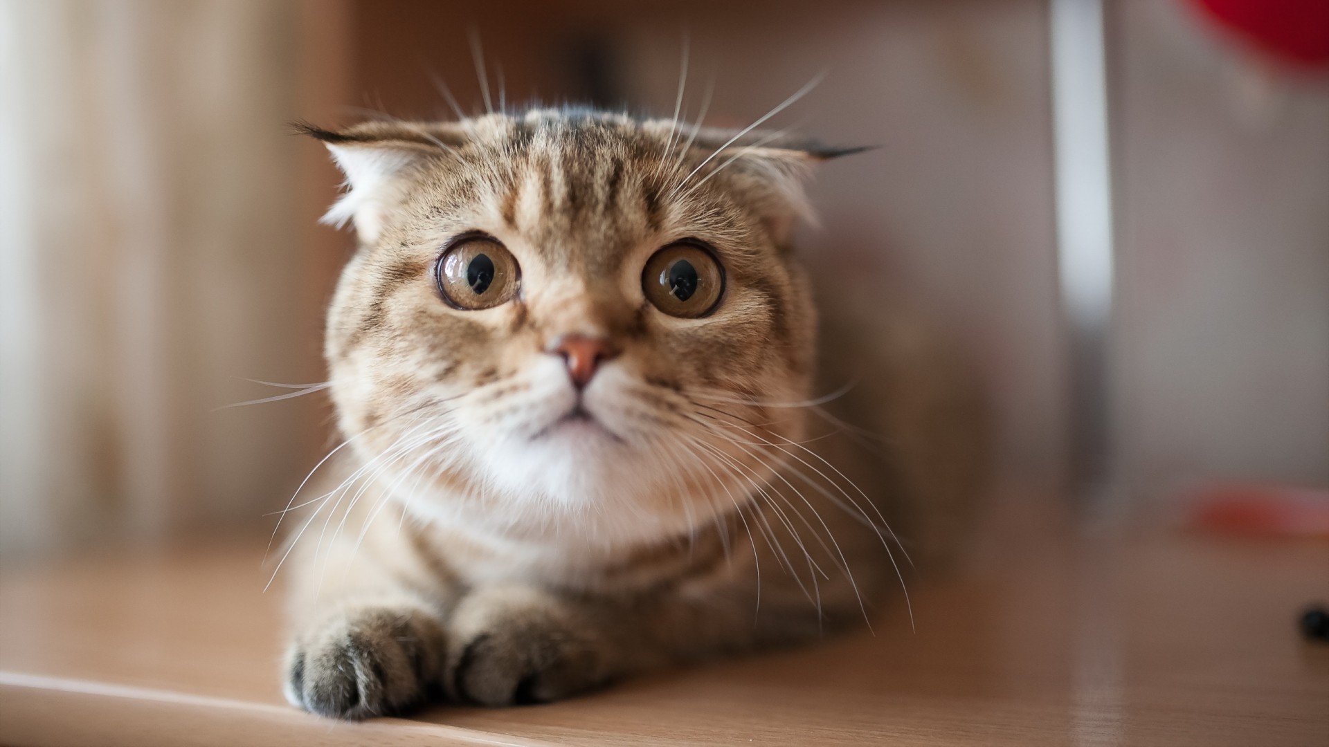 喵星人专属，精选宠物猫壁纸，免费下载动物电脑壁纸