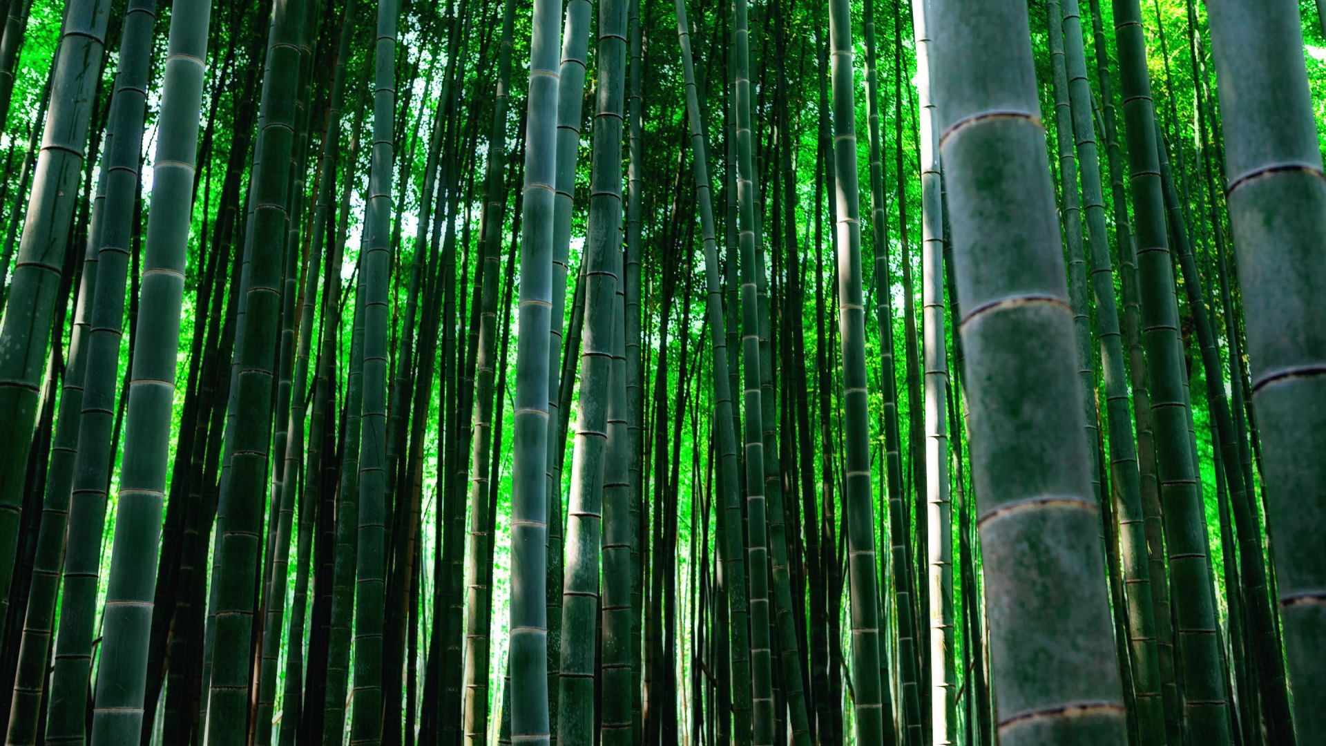 茂密竹林风光，绝美桌面壁纸，免费下载畅享清新绿意