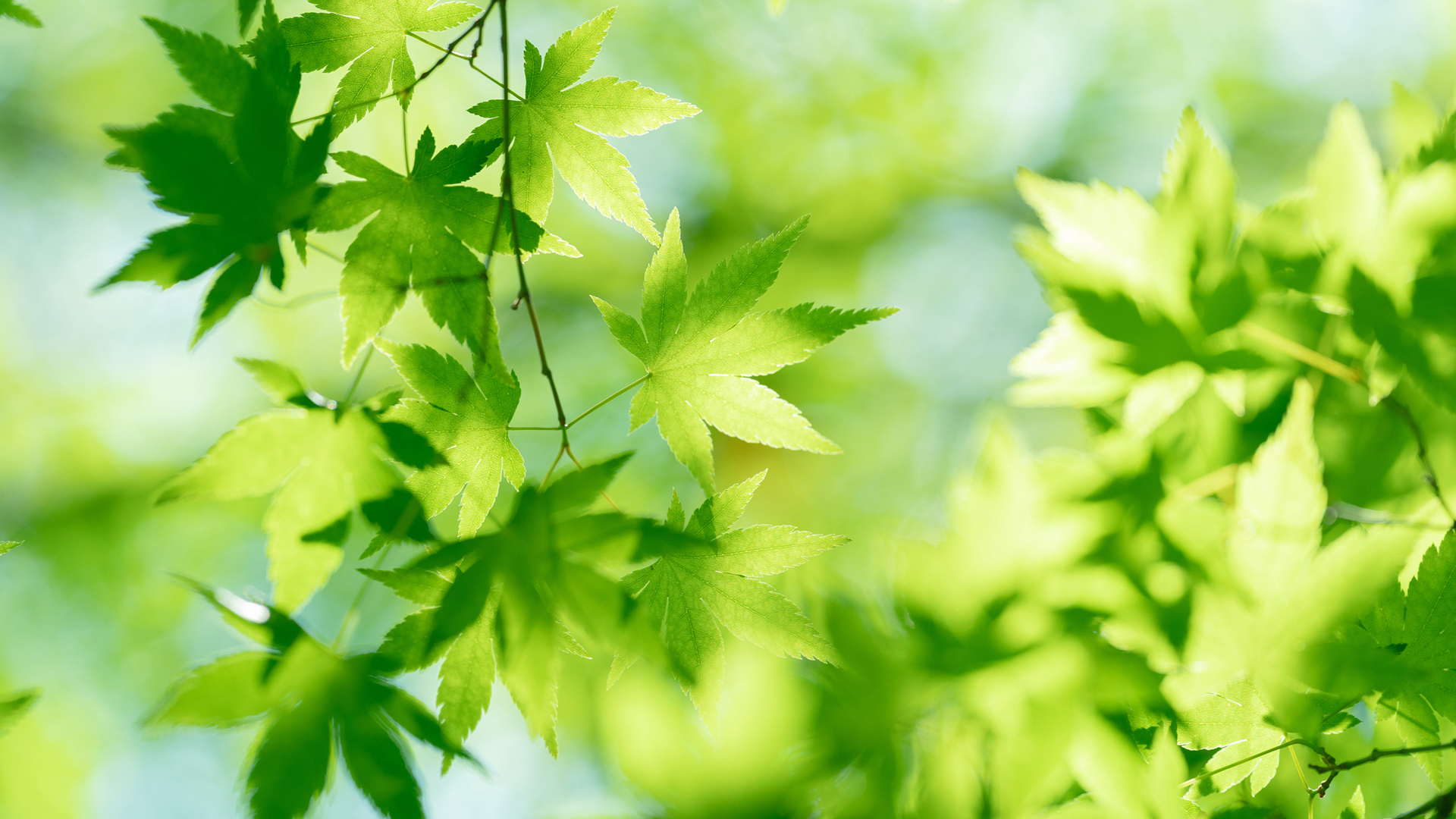 绿色枫树叶阳光下清新护眼，免费电脑壁纸下载