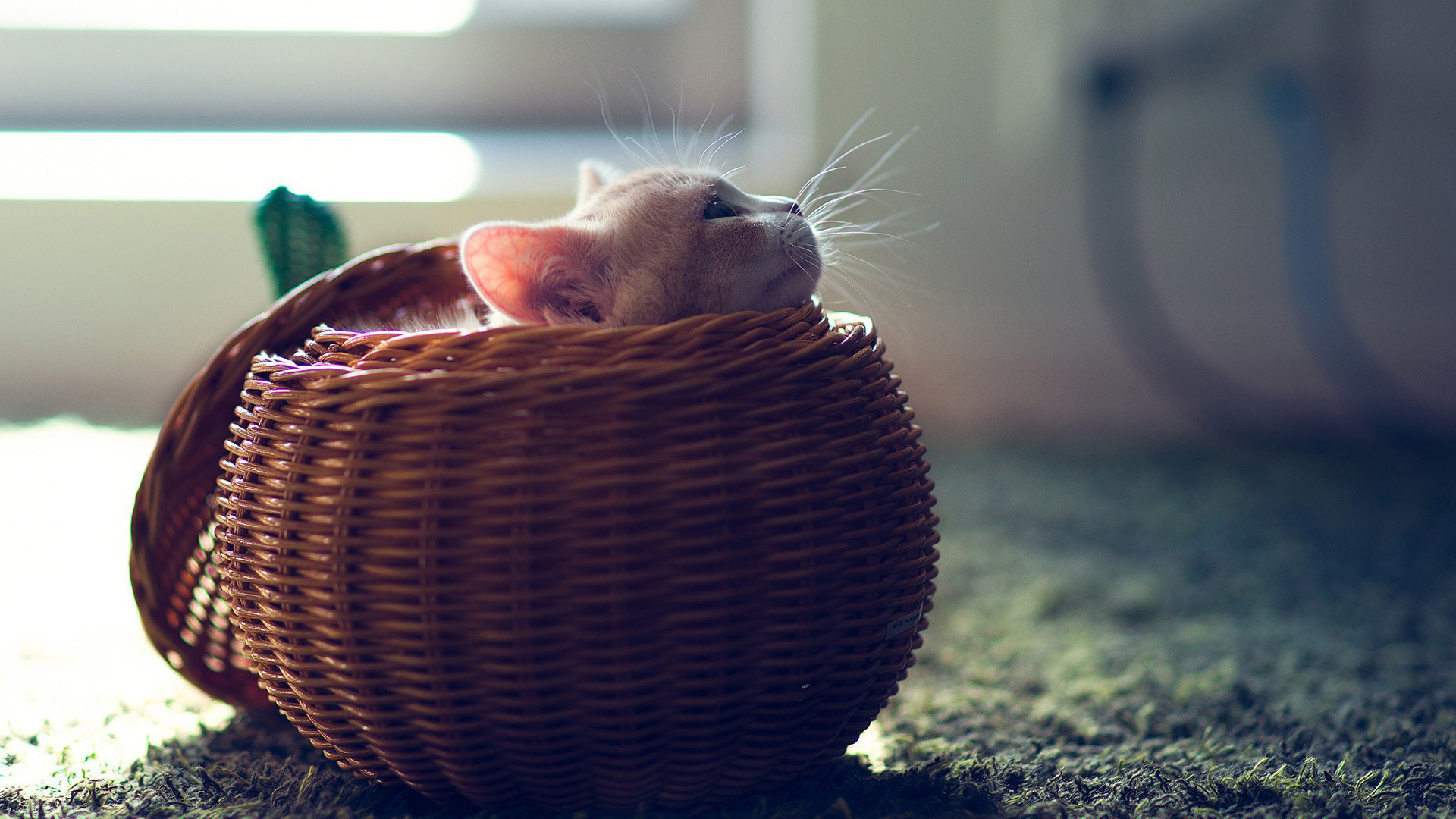 我想大猫应该找不到我桌面壁纸