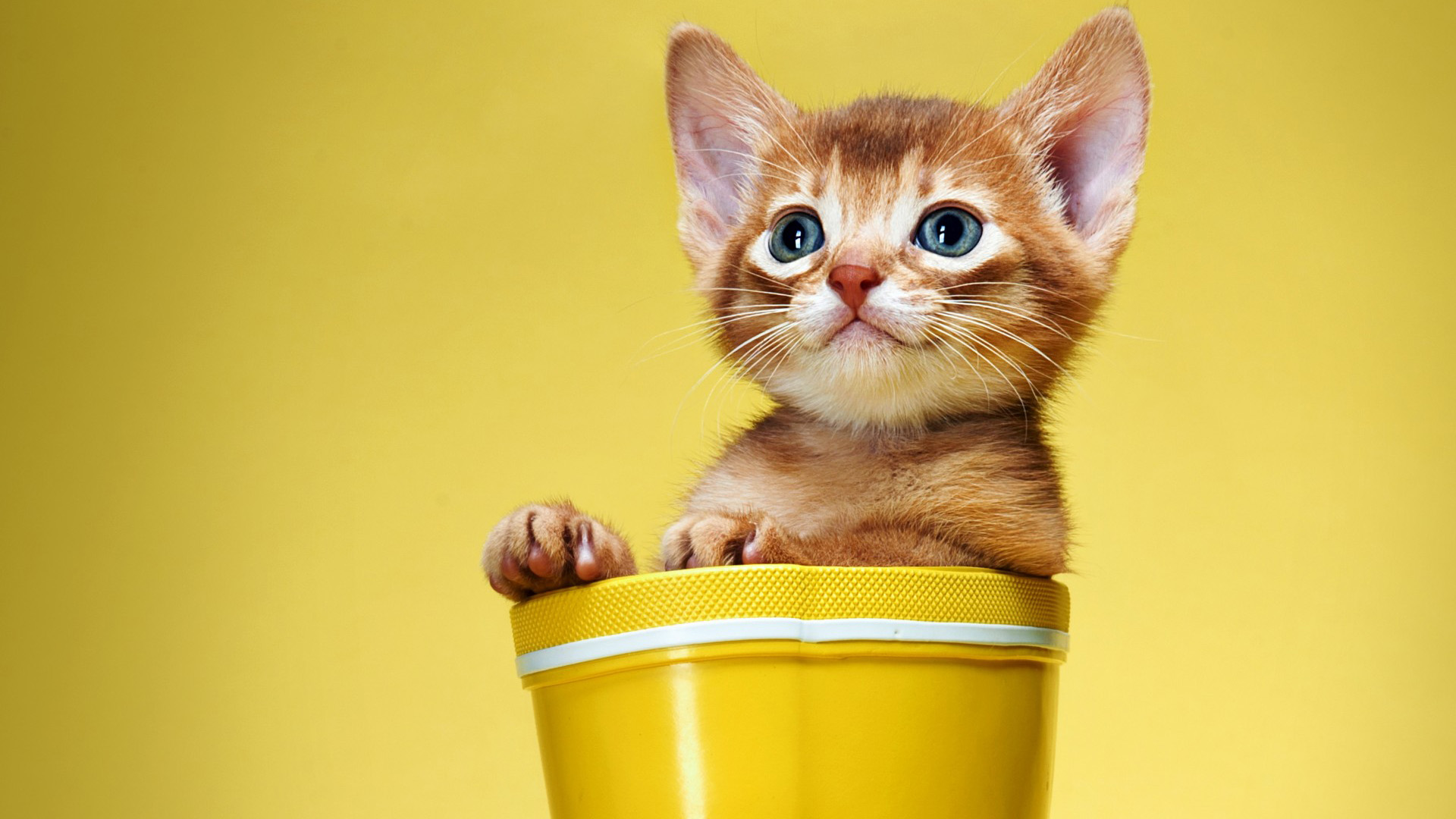 杯子里的调皮小猫桌面壁纸