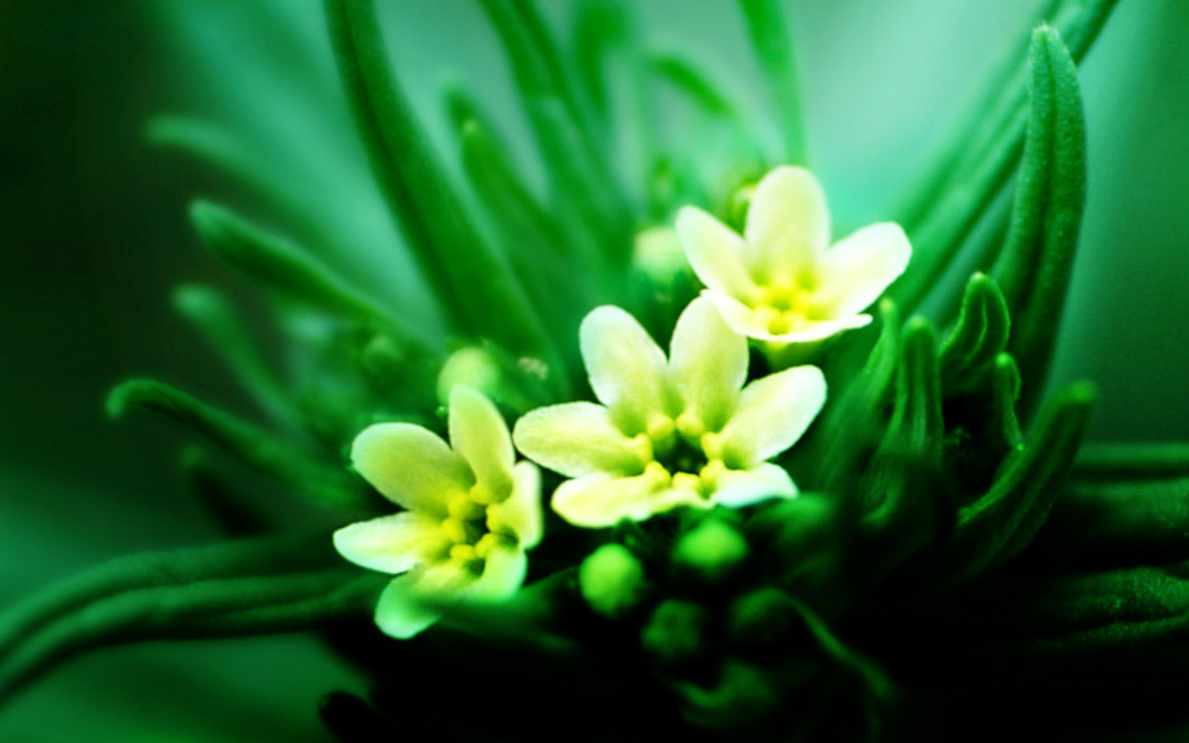 蛋黄花高清桌面壁纸，免费花卉电脑壁纸下载
