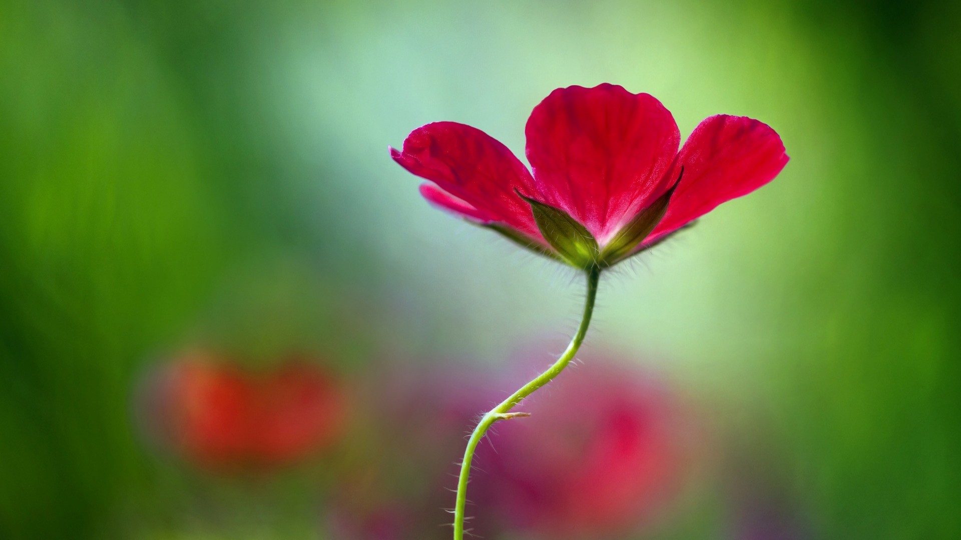 花,花朵,粉红色,绿色背景,桌面壁纸