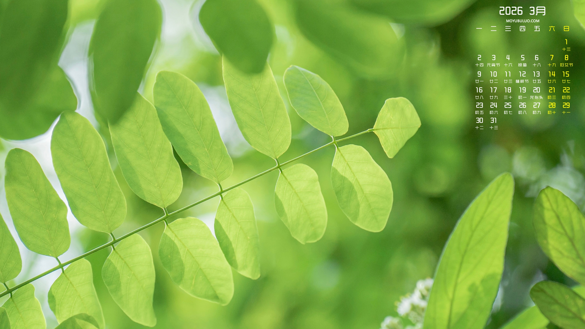 春天护眼绿叶风景2026年3月高清全屏电脑桌面日历壁纸免费下载