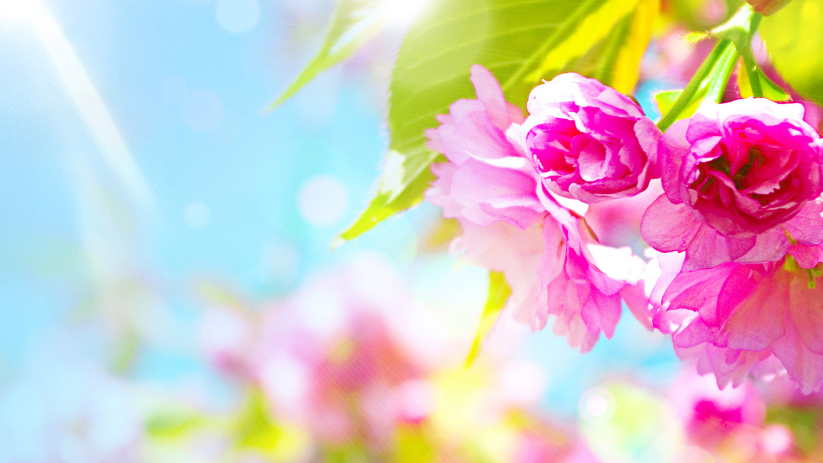 花儿芬芳，精选花卉桌面背景，免费电脑壁纸一键下载