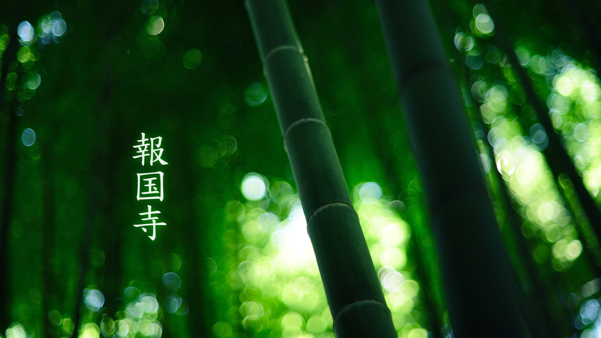 报国寺竹韵美景，免费高清桌面壁纸下载
