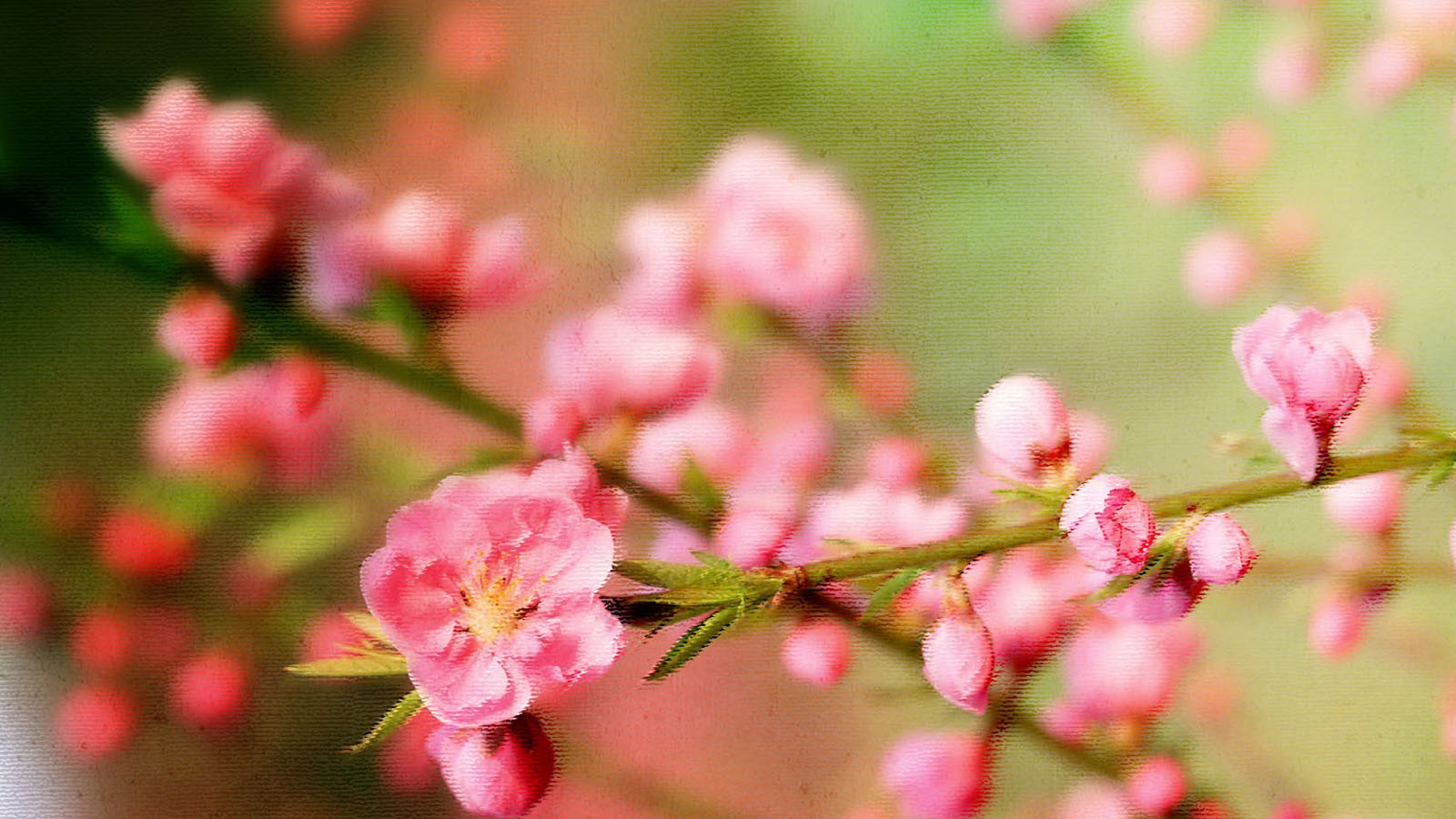 花容月貌桃花壁纸，精选花卉电脑壁纸，免费下载大放送