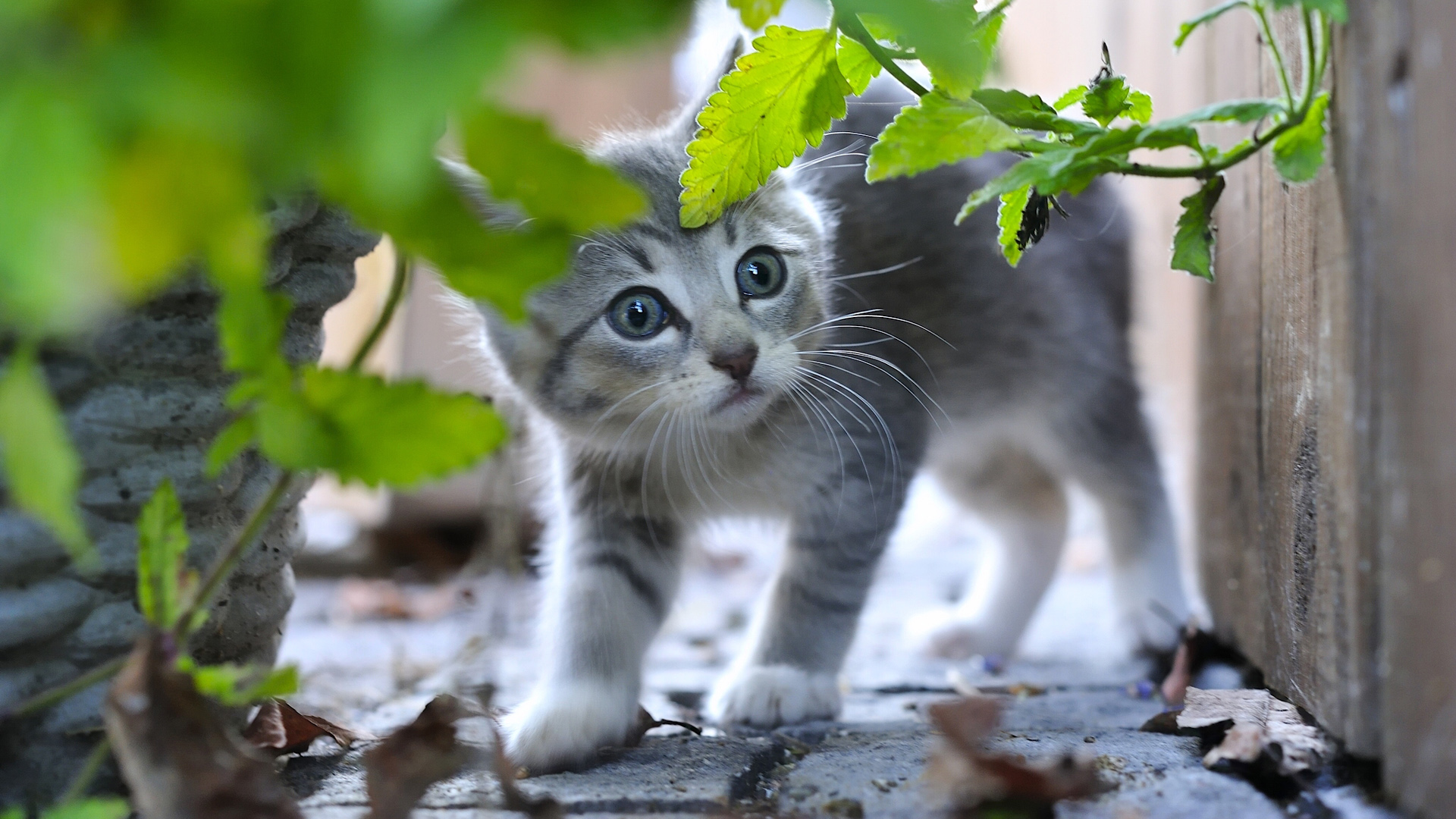 灰色小猫躲墙角，绿叶植物相伴，免费壁纸下载，美化你的电脑桌面