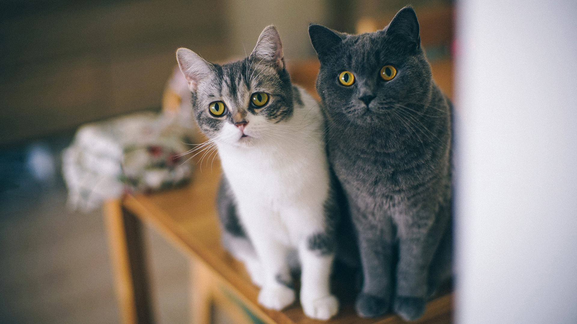 开饭时间到！两只萌猫专注凝视，可爱表情胡须尽显，精选猫猫壁纸免费下载