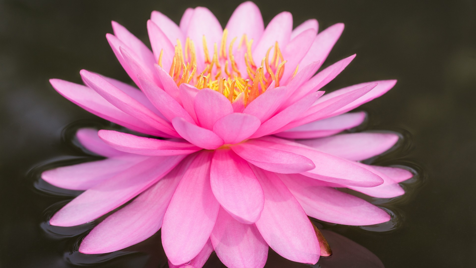 粉色莲花高清电脑桌面壁纸，花卉美图免费下载