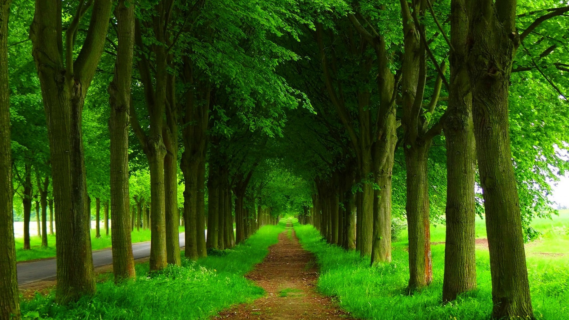 自然之韵，春日森林公园壁纸，免费下载，道路树木美景一网打尽！
