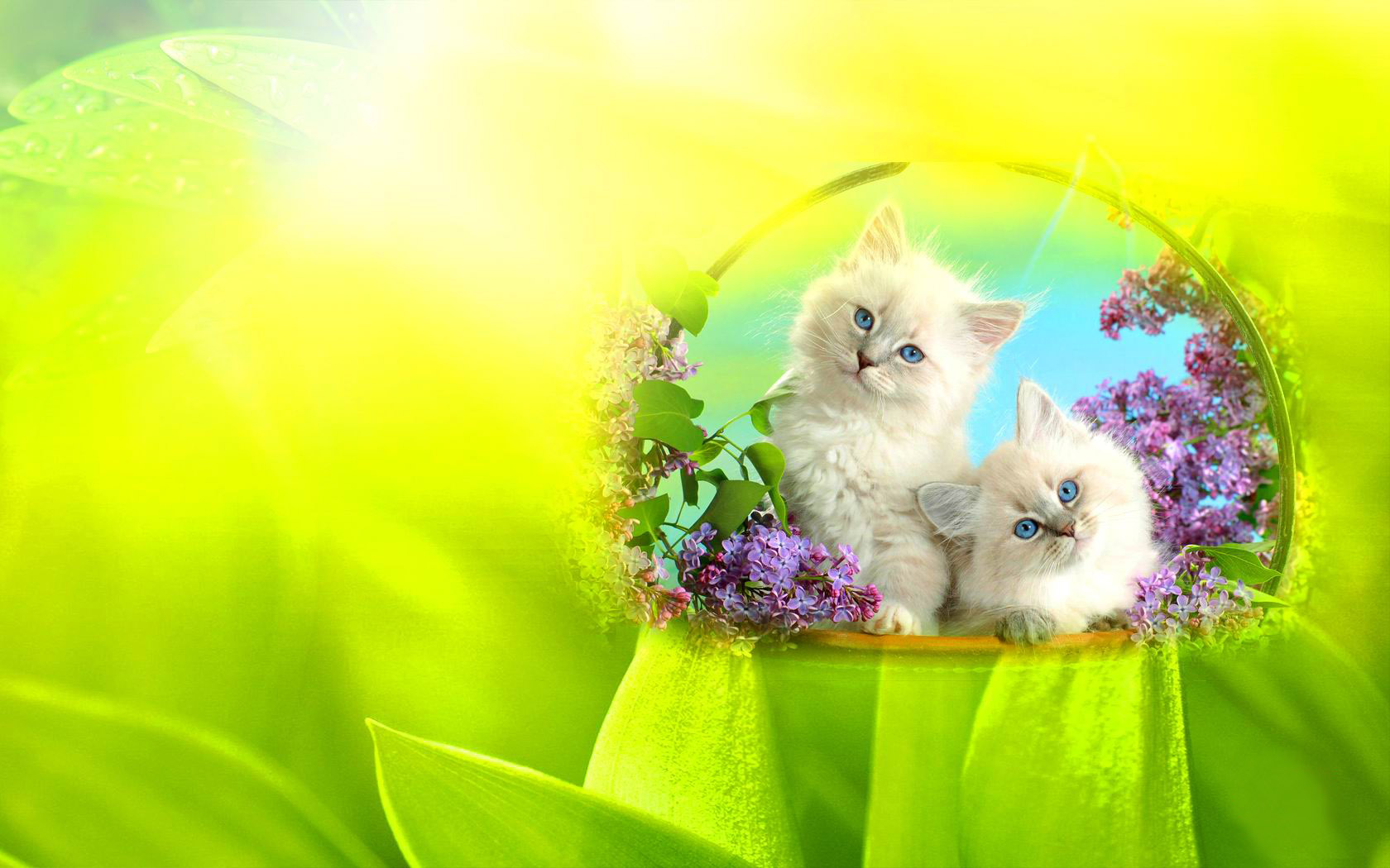 好奇小猫桌面壁纸