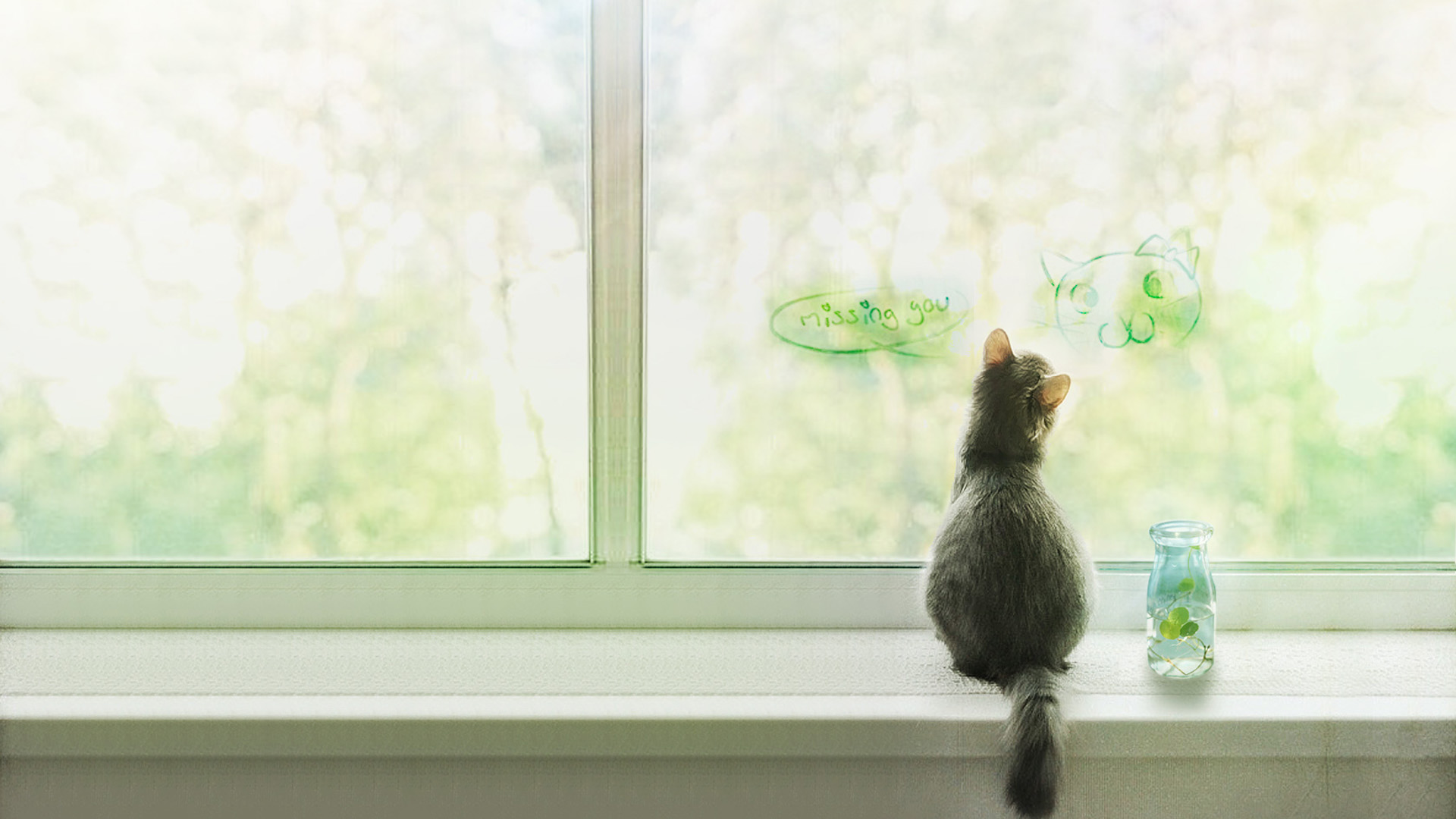 独乐小猫精美壁纸，免费动物桌面背景，一键下载！