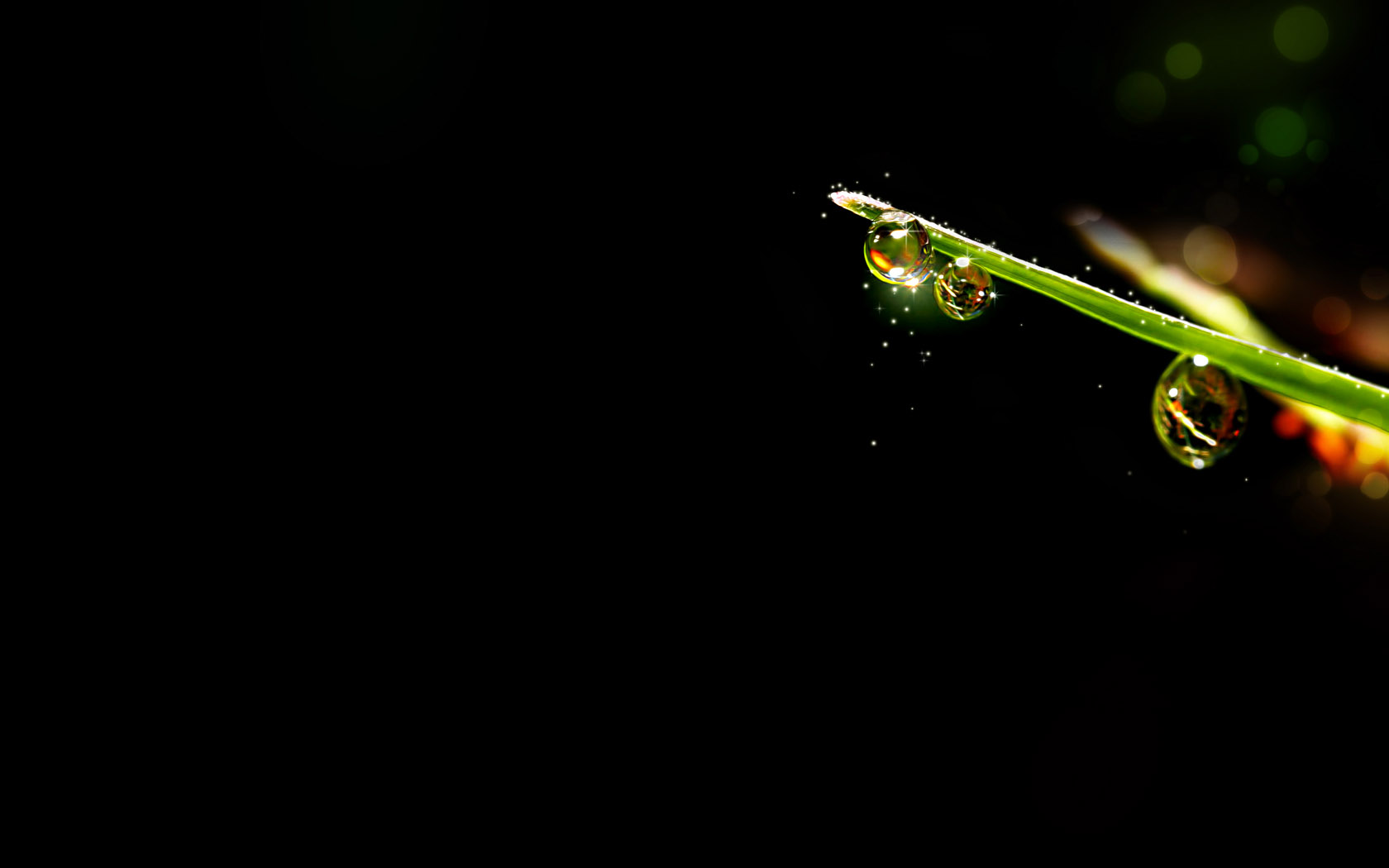 晨露水珠桌面背景