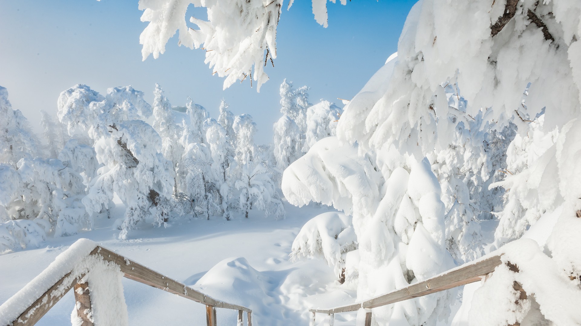 冬日雪景，树木银装，雪堆如画，免费电脑壁纸下载