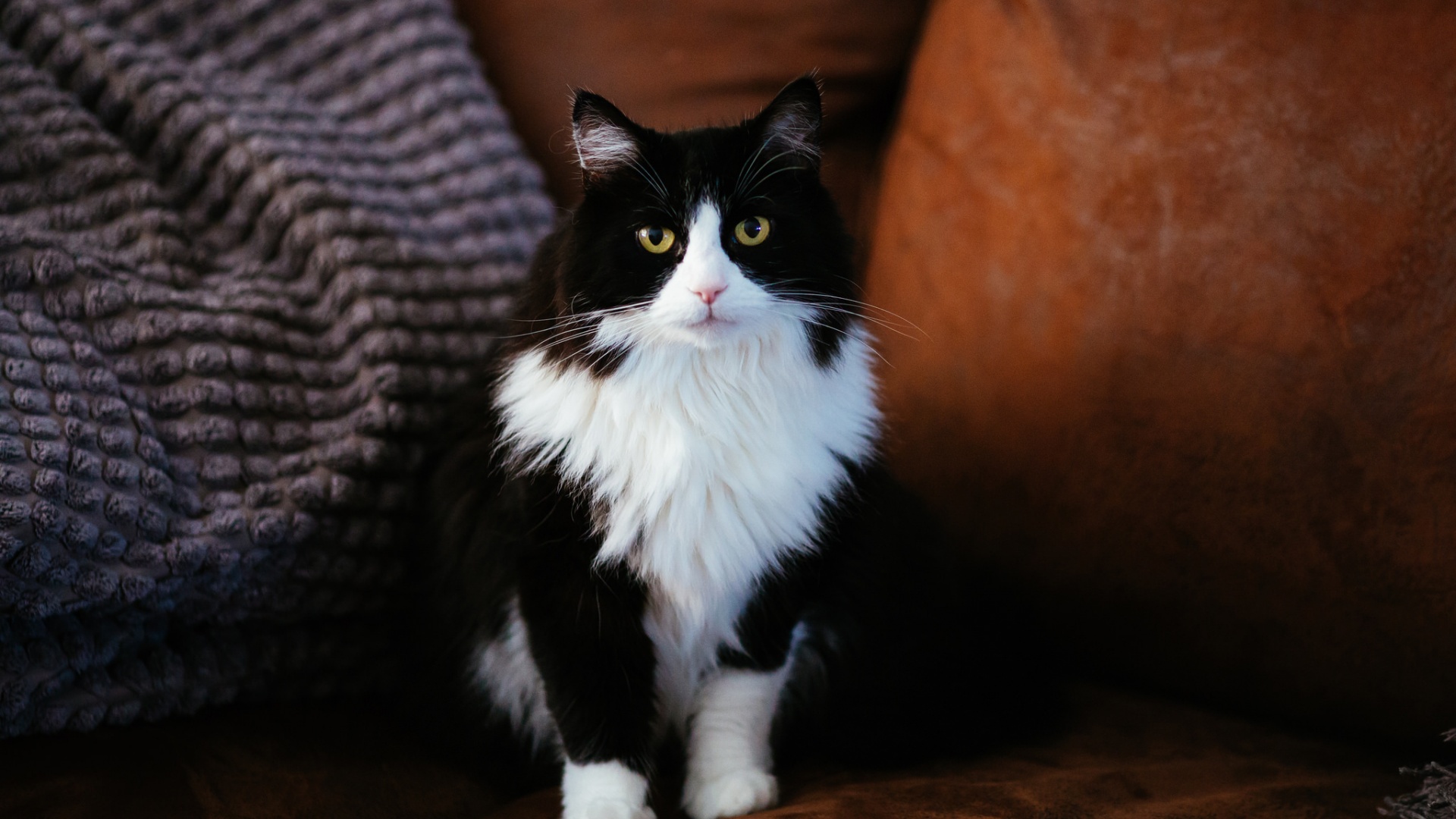 猫之眼·眸光·须影，精选黑白色调猫咪电脑壁纸，免费下载