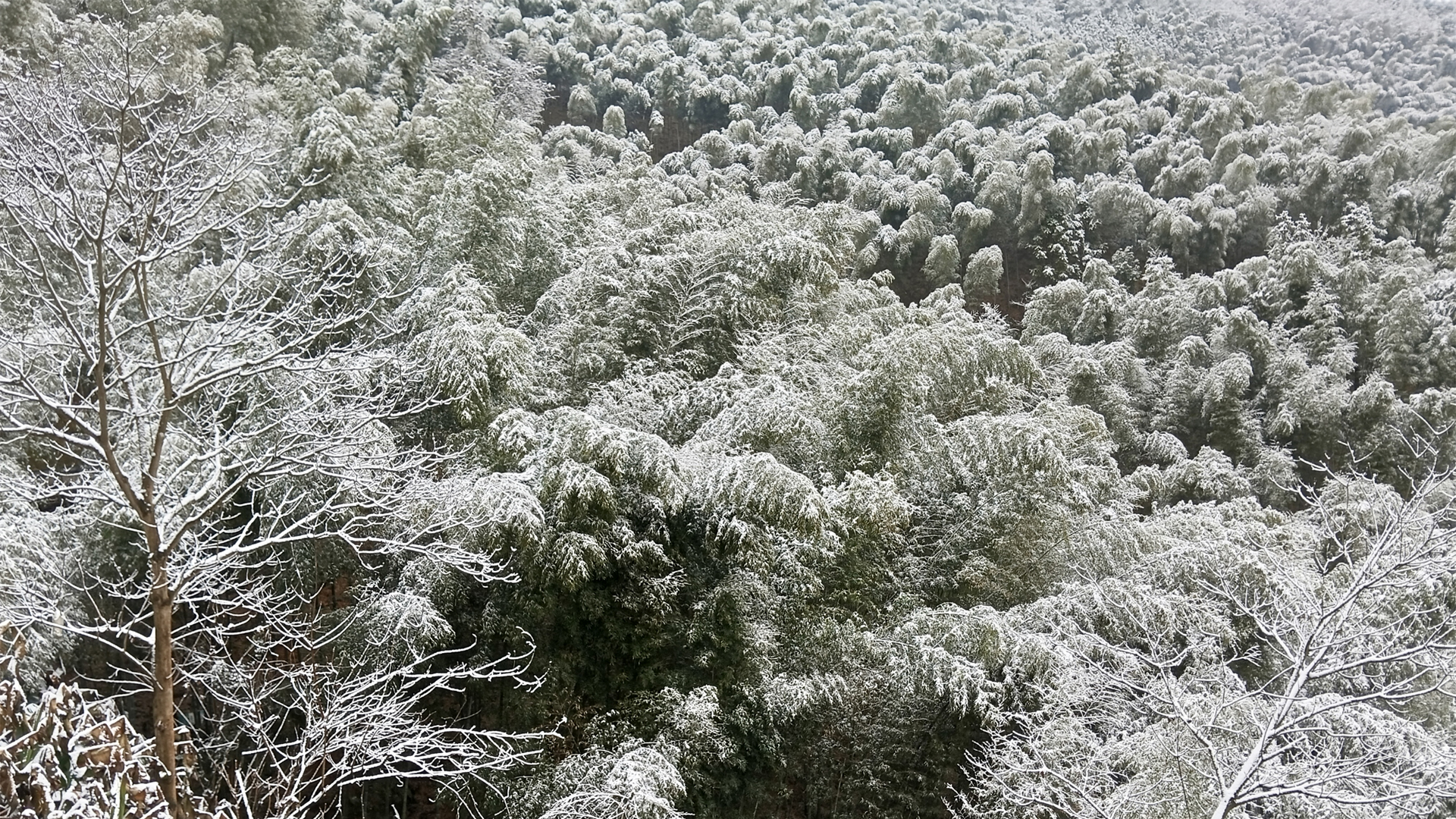 冬日竹韵雪景，原创高清竹子风景壁纸，免费电脑壁纸下载