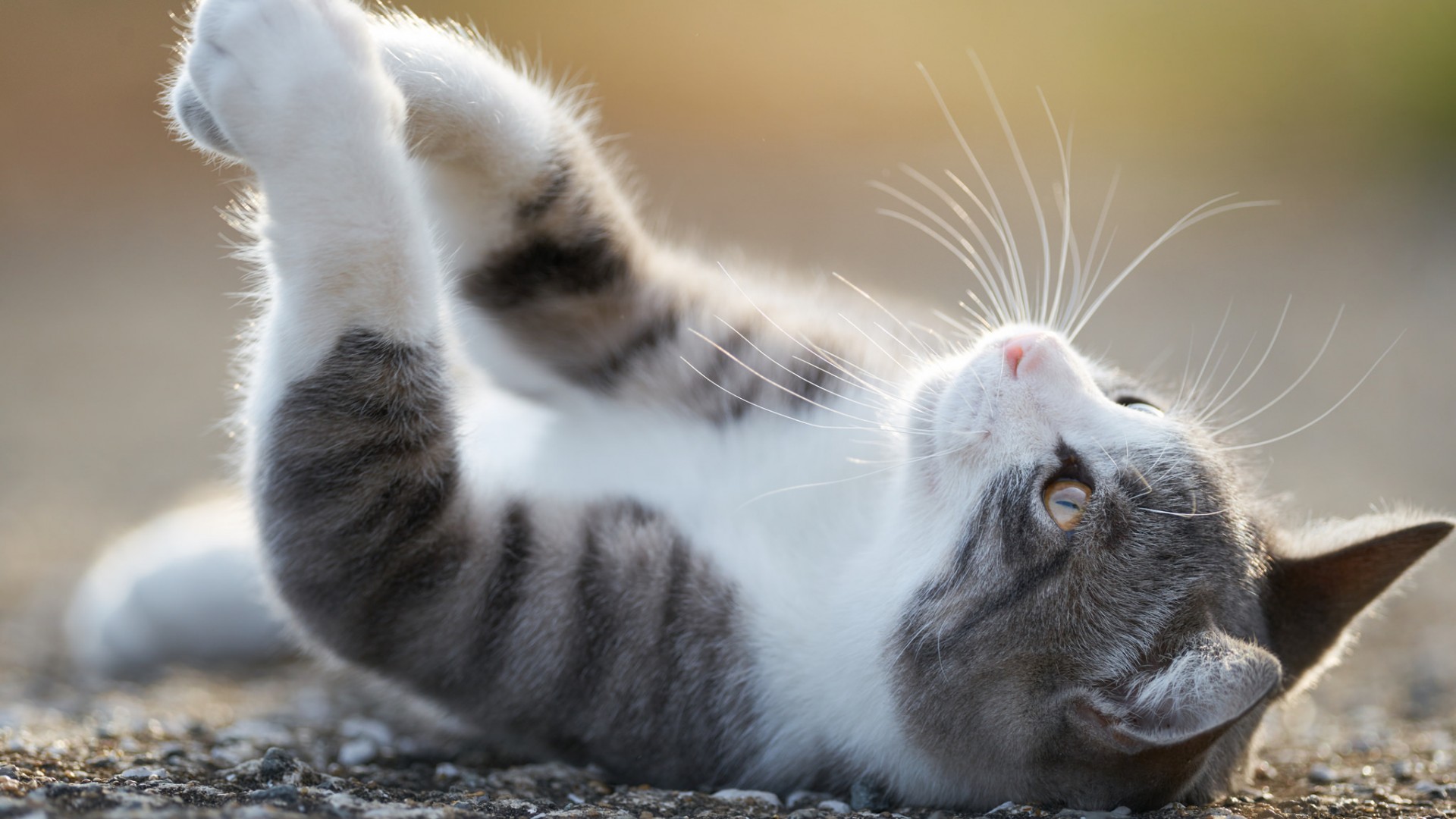 猫咪，躺着，享受，脚，可爱猫猫桌面壁纸