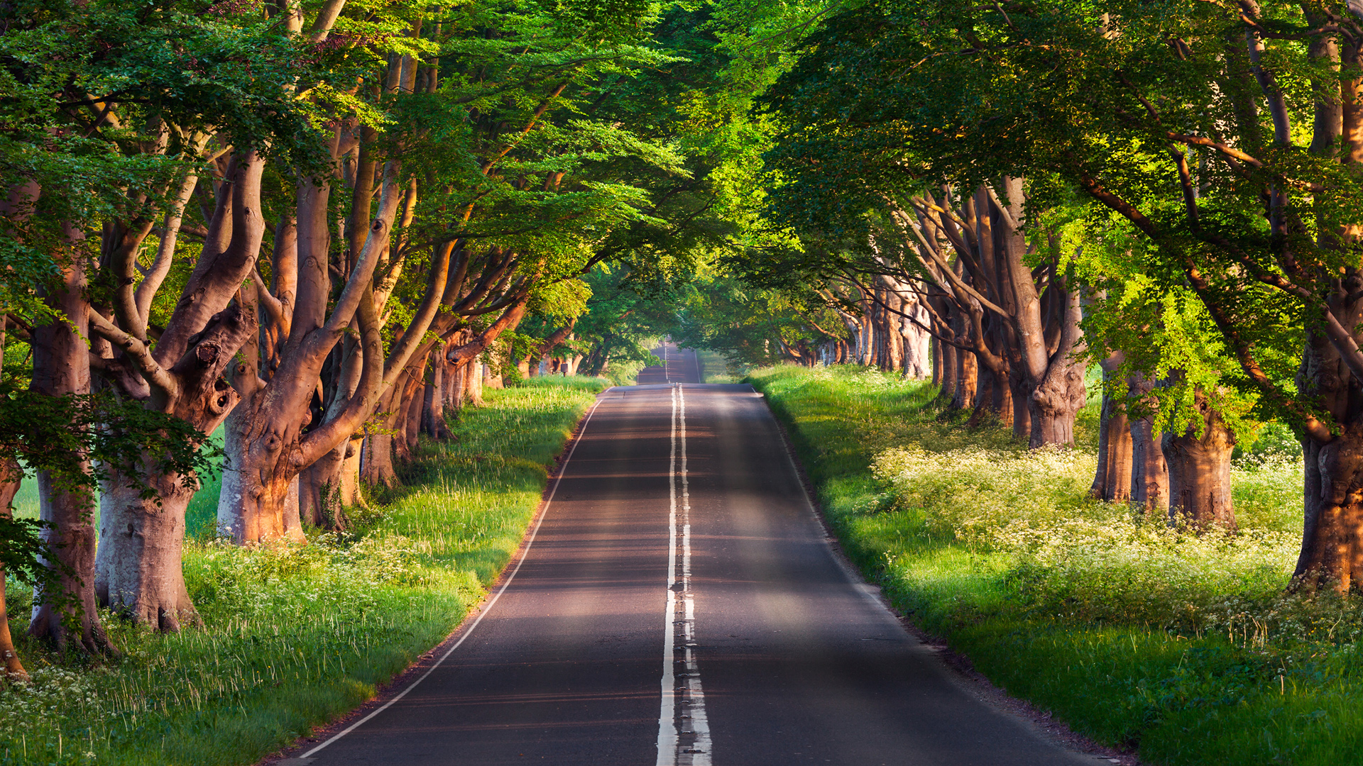 美丽的林间道路风景2k高清壁纸