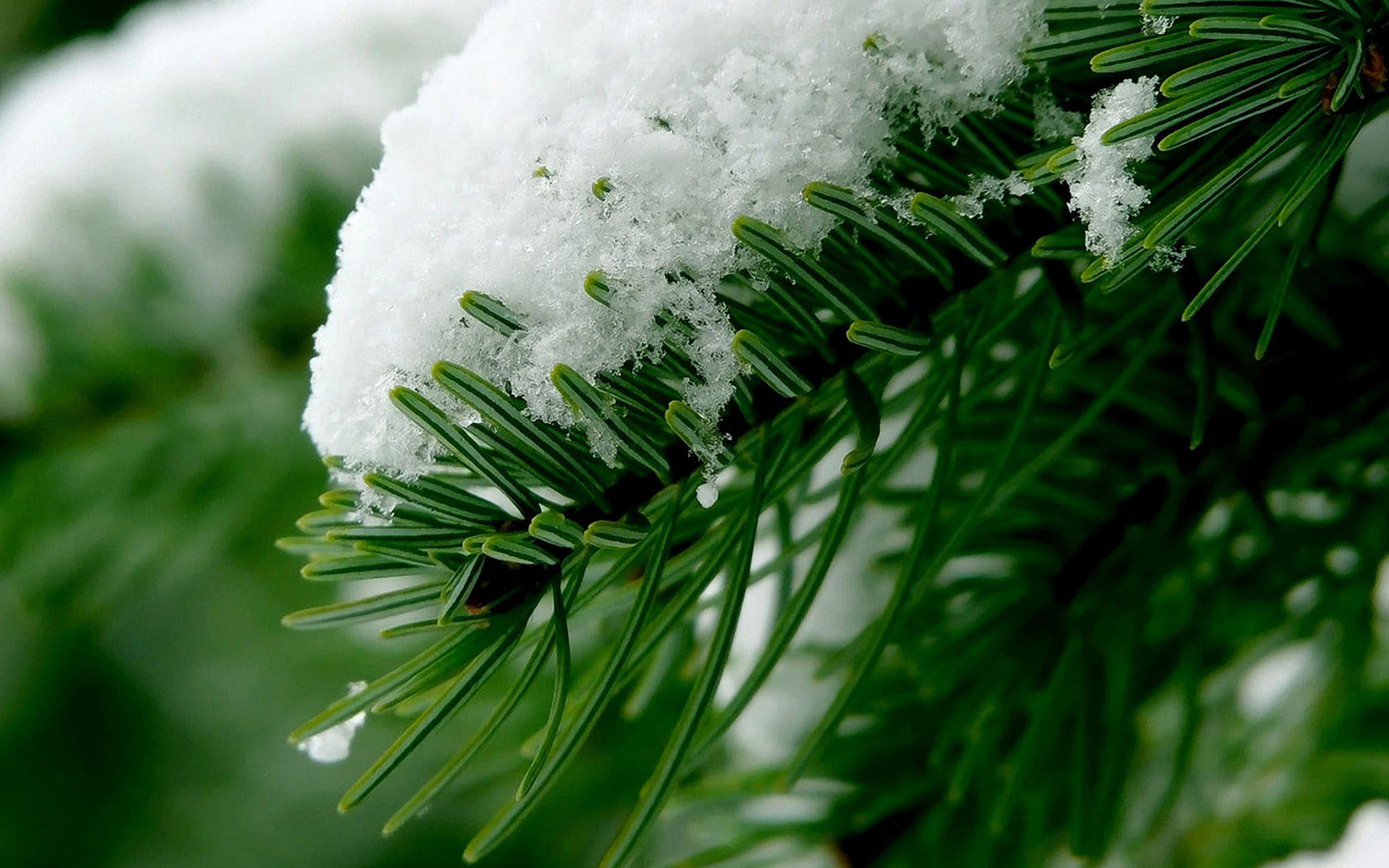 雪松桌面壁纸，绝美风景，免费下载，装点你的电脑桌面！