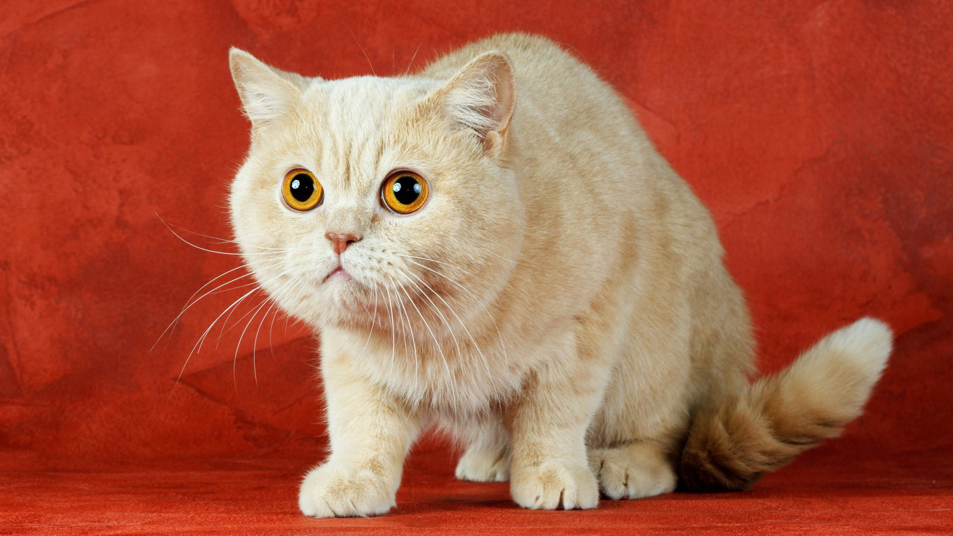 白色的猫,大眼睛,胡须,白猫壁纸